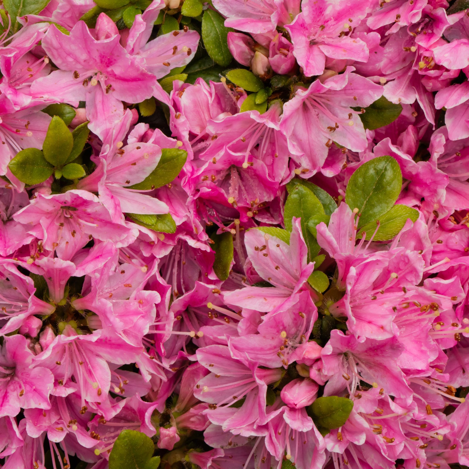 A close-up of vibrant Azalea 'Kermesina Rose' 1L flowers in full bloom, their pink blossoms and lush green leaves densely packed—ideal for eye-catching garden displays with this classic evergreen shrub.