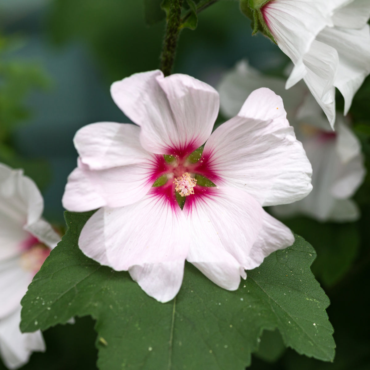 Lavatera &#39;Blushing Bride&#39; 2L