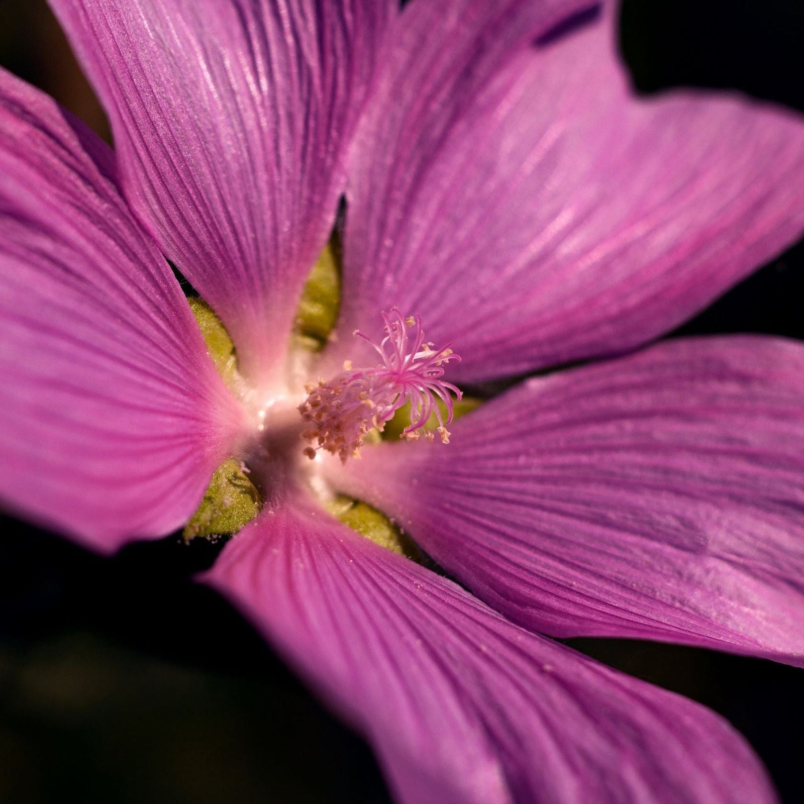 Close-up of Lavatera 'Lilac Lady' 3L with five lilac-hued blooms and a detailed central stamen, set against a blurred dark background. Petal texture and veins are clearly visible.