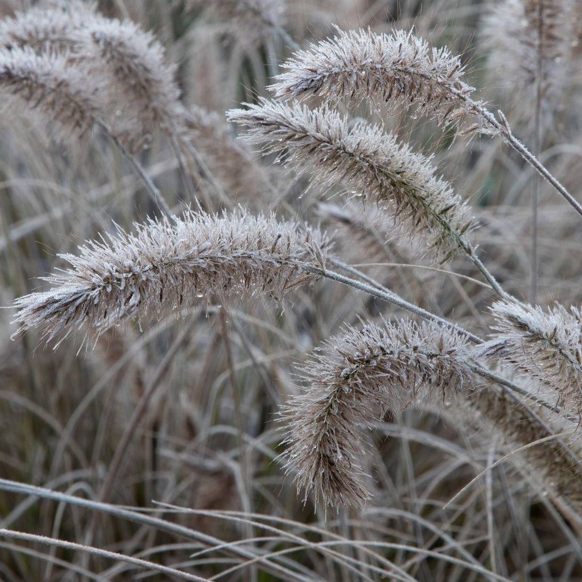 Frost-covered seed heads of Pennisetum &#39;Little Bunny&#39; Fountain Grass arch gracefully in various directions, set against a muted, wintry backdrop of similarly frosted grasses, creating a textured and serene scene.