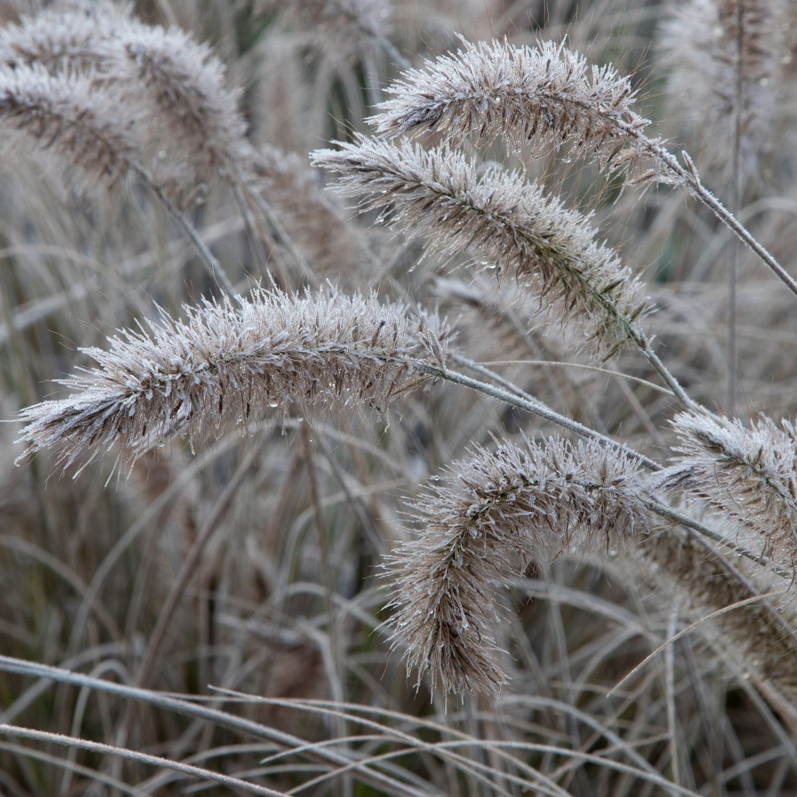 Frost-covered seed heads of Pennisetum 'Little Bunny' Fountain Grass arch gracefully in various directions, set against a muted, wintry backdrop of similarly frosted grasses, creating a textured and serene scene.