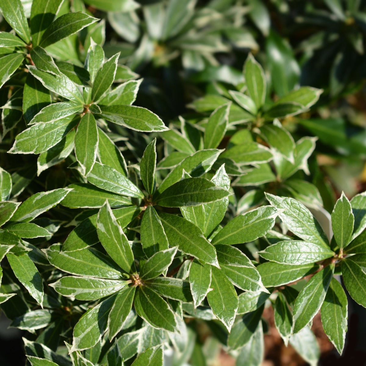 Close-up of Pieris japonica Little Heath’s glossy green leaves with white edges, densely clustered on this low maintenance evergreen shrub. Its vibrant foliage thrives in sunlight, making it ideal for containers. Available in 9cm, 1L, and 2L pots.