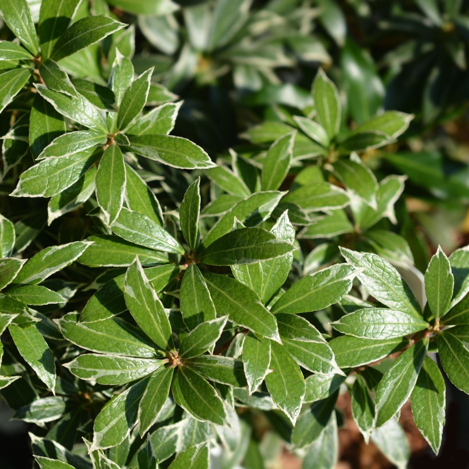 Close-up of Pieris japonica Little Heath’s glossy green leaves with white edges, densely clustered on this low maintenance evergreen shrub. Its vibrant foliage thrives in sunlight, making it ideal for containers. Available in 9cm, 1L, and 2L pots.