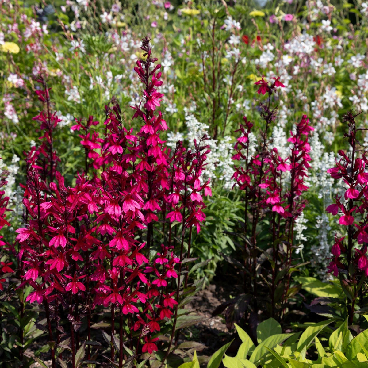 Lobelia speciosa &#39;Fan Deep Rose&#39; 9cm - 3L
