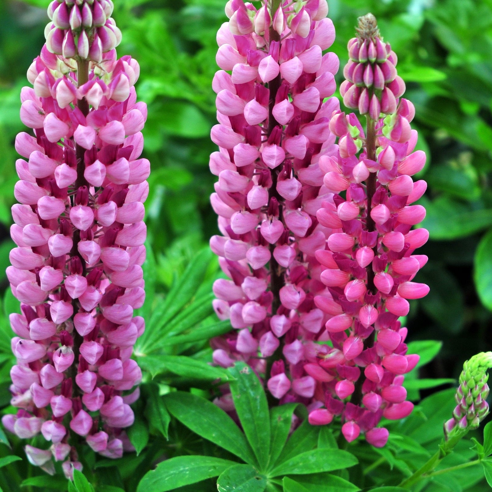 Lupin Gallery Rose 2L features tall, upright spikes of pink and purple, pea-shaped flowers above lush green foliage—an ideal perennial for adding vibrant color to any cottage garden.