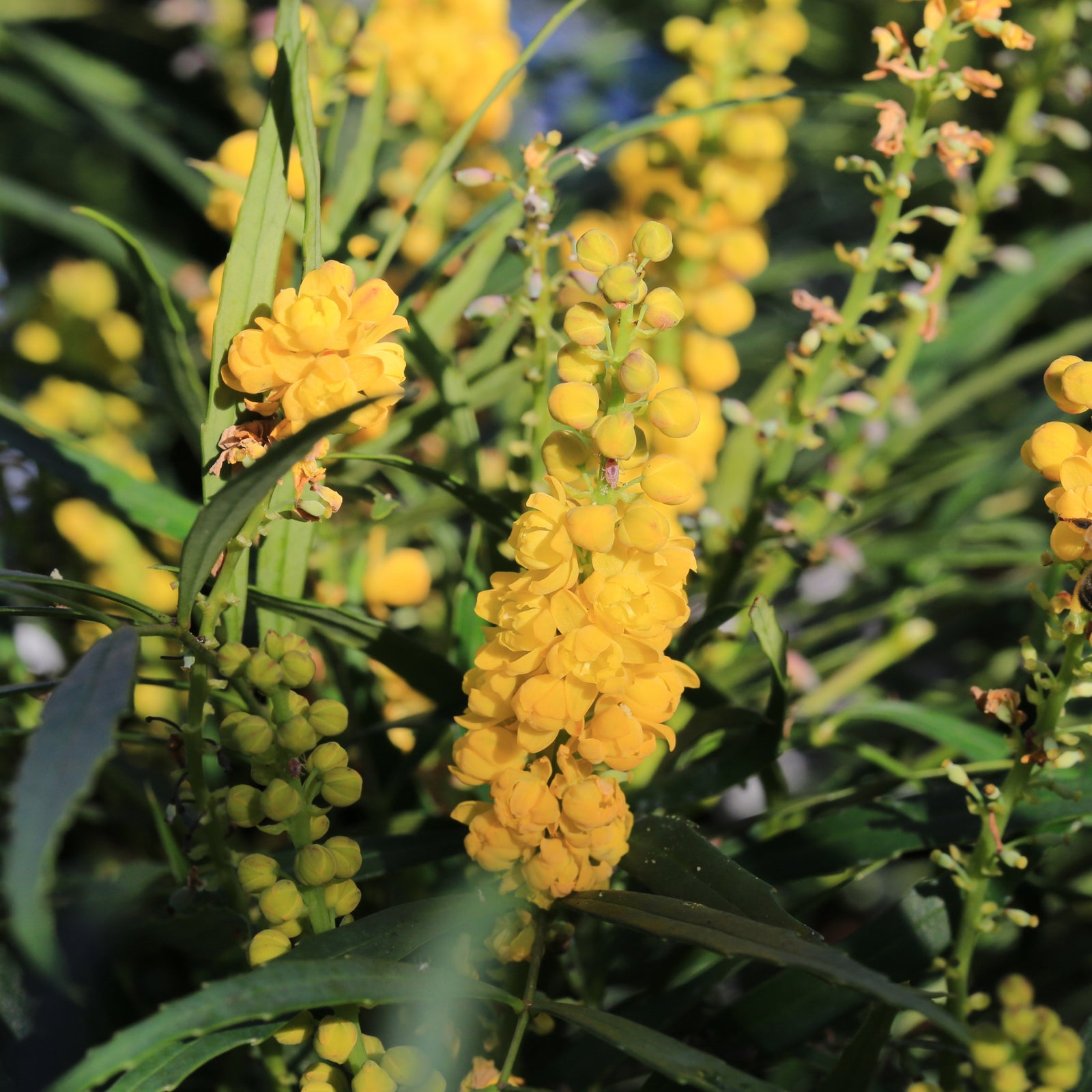 Close-up of Mahonia 'Sweet Winter'—bright yellow flower clusters bloom amid slender green leaves, all aglow in sunlight. This eye-catching evergreen shrub brings year-round beauty to any garden.