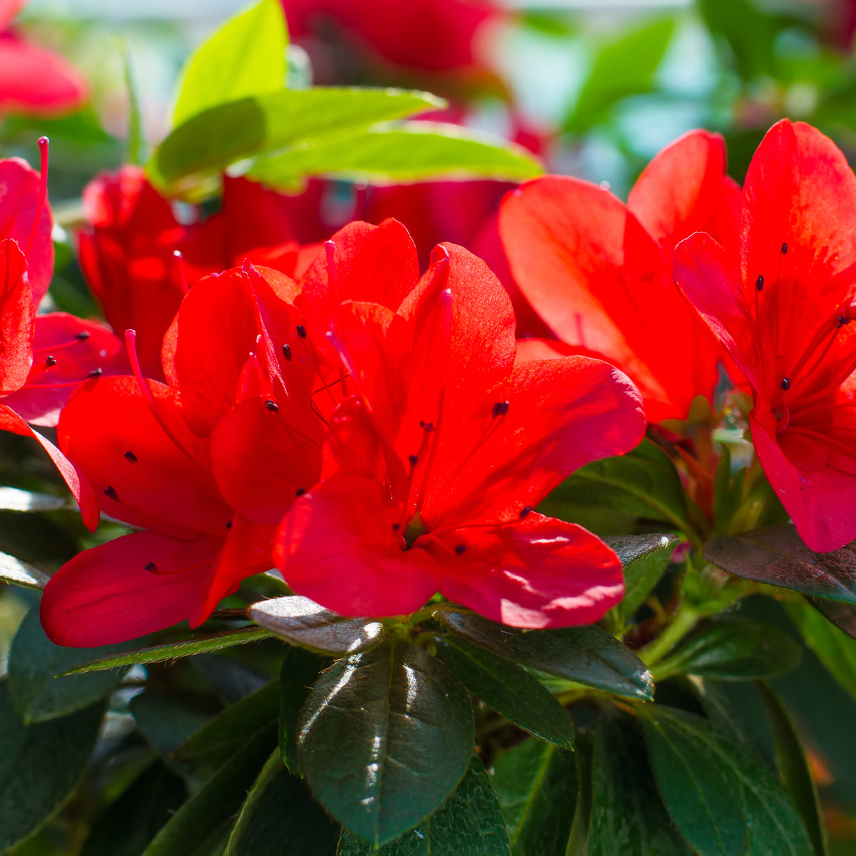 A close-up of vibrant red petals on Azalea Japonica &#39;Manuska&#39; 2L, a striking evergreen shrub in full bloom.