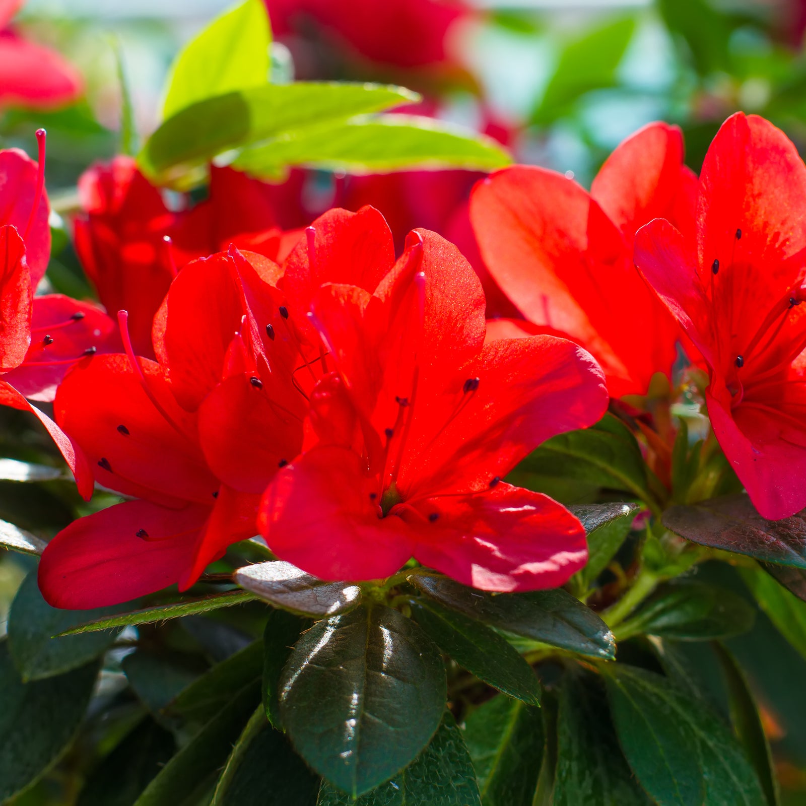 A close-up of vibrant red petals on Azalea Japonica 'Manuska' 2L, a striking evergreen shrub in full bloom.