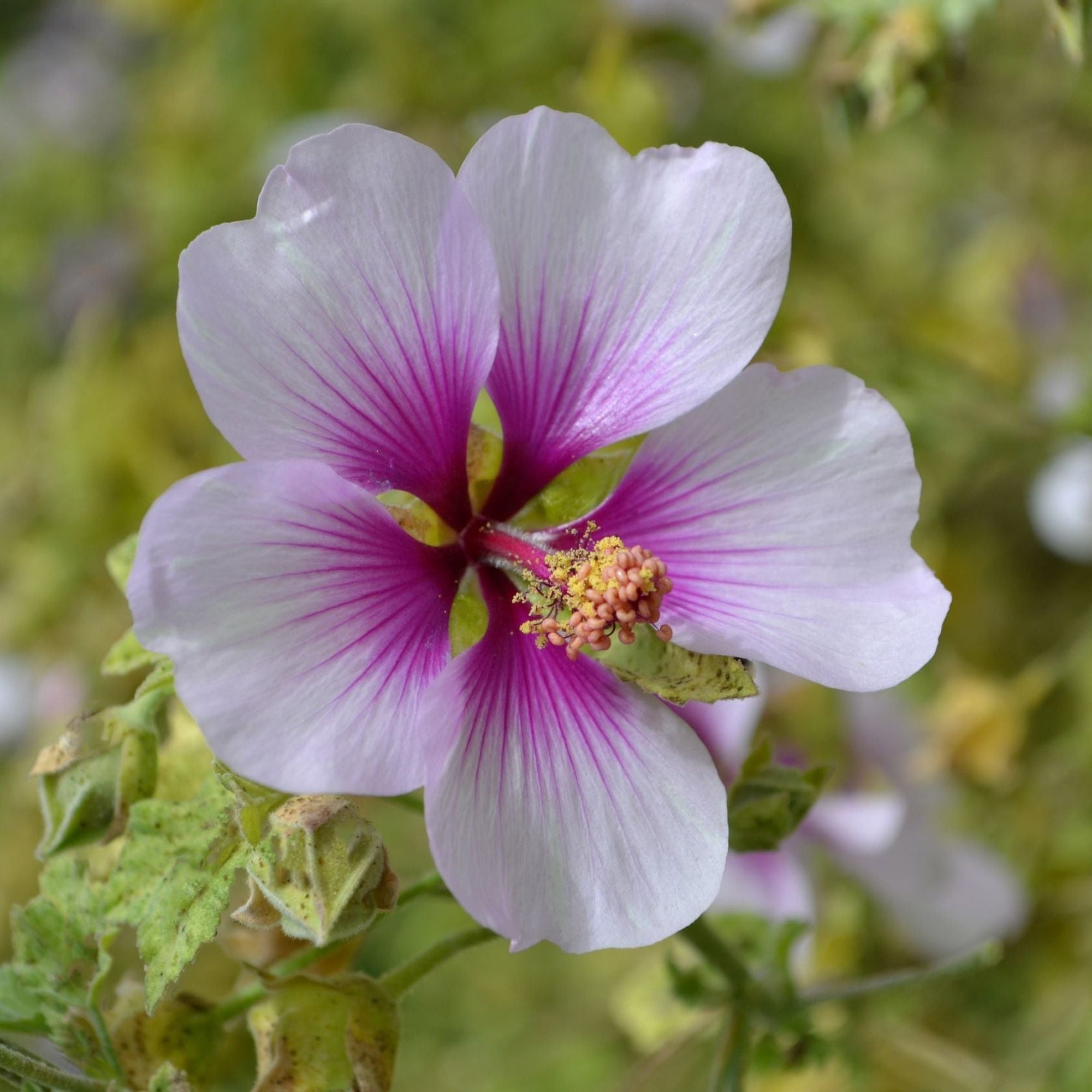 Lavatera 'Maritima' 2L