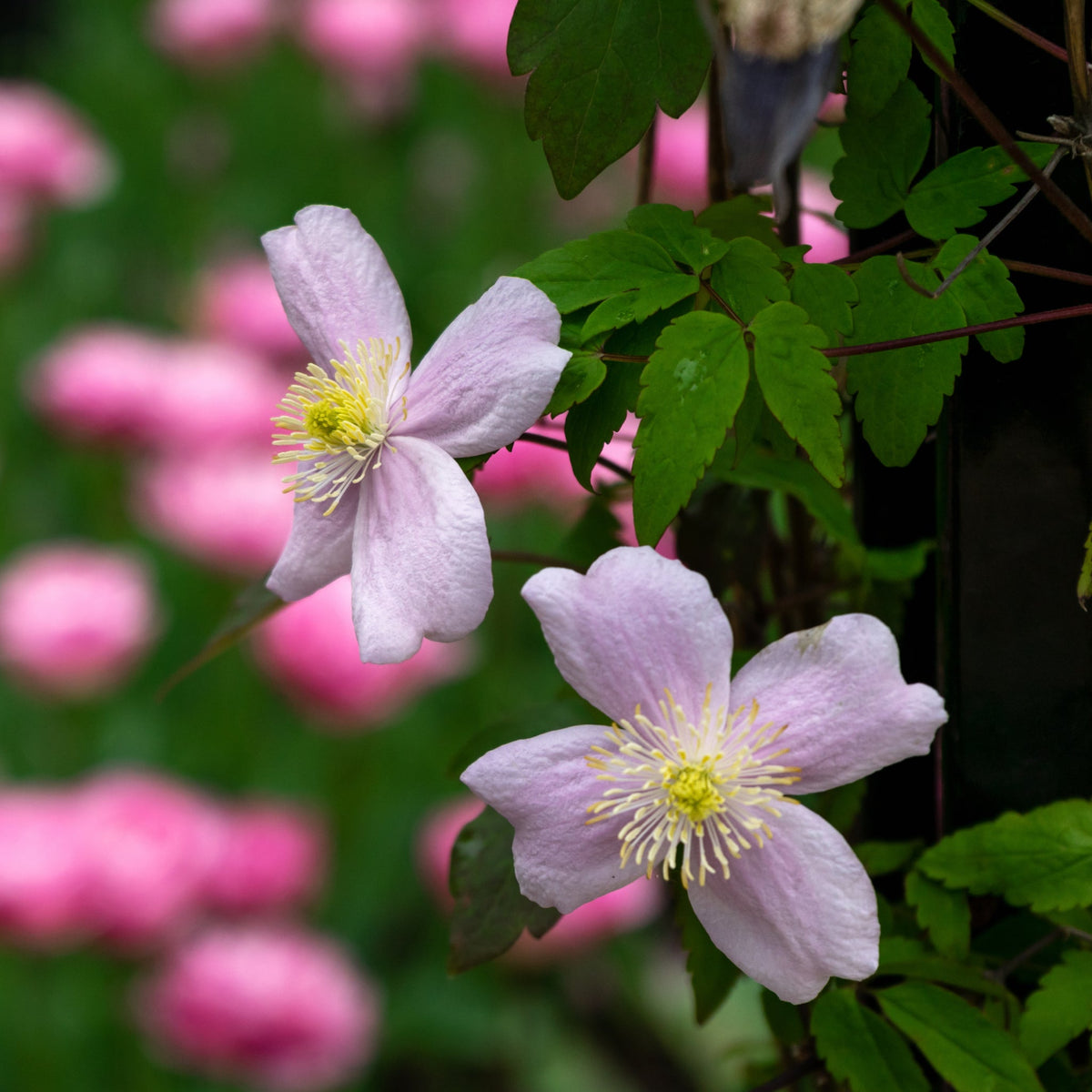 Clematis montana &#39;Mayleen&#39; 1.7-1.8m