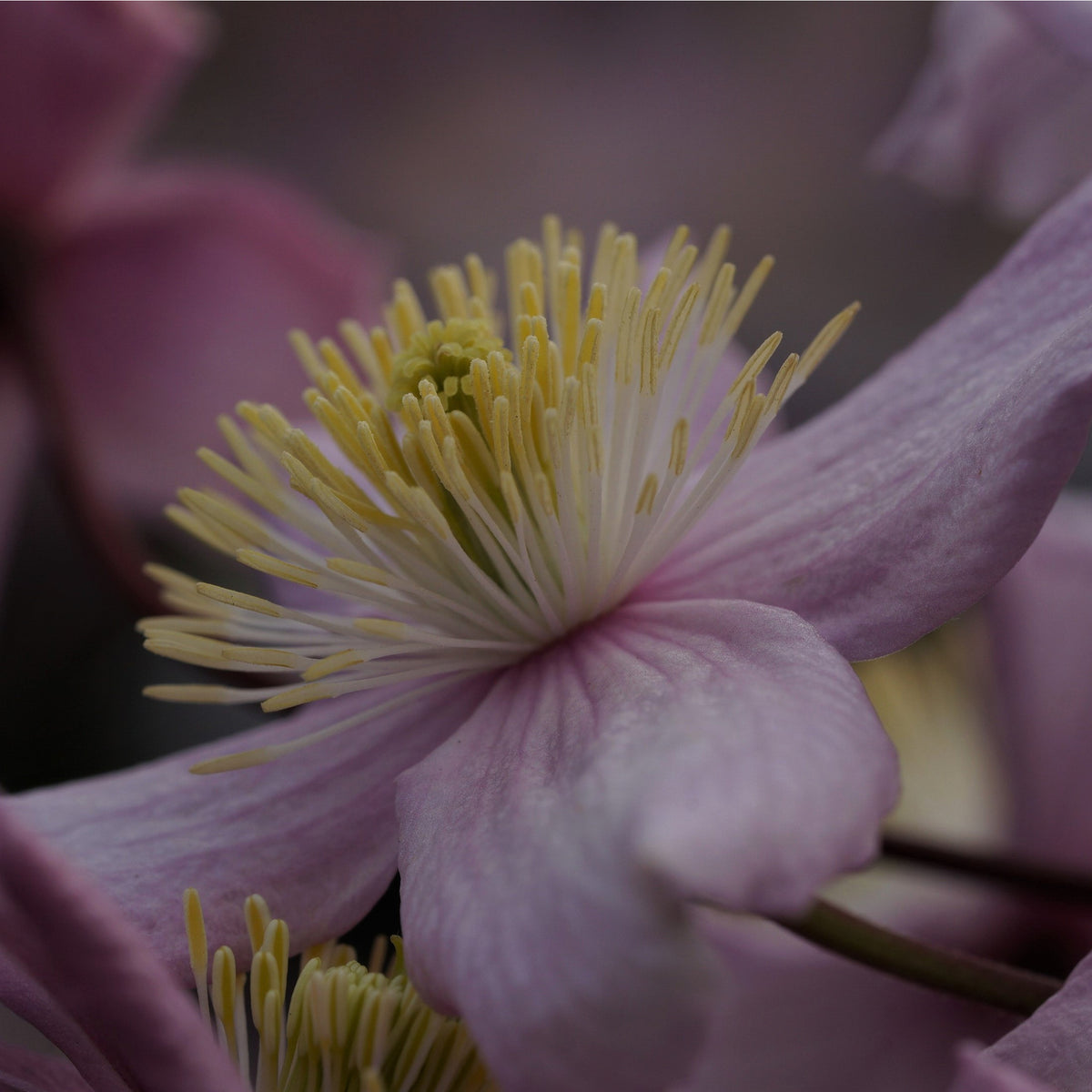 Close-up of Clematis montana &#39;Mayleen&#39; 60cm with pale pink petals and yellow stamens, set against a soft pink and purple background—an exquisite deciduous climber in full bloom.