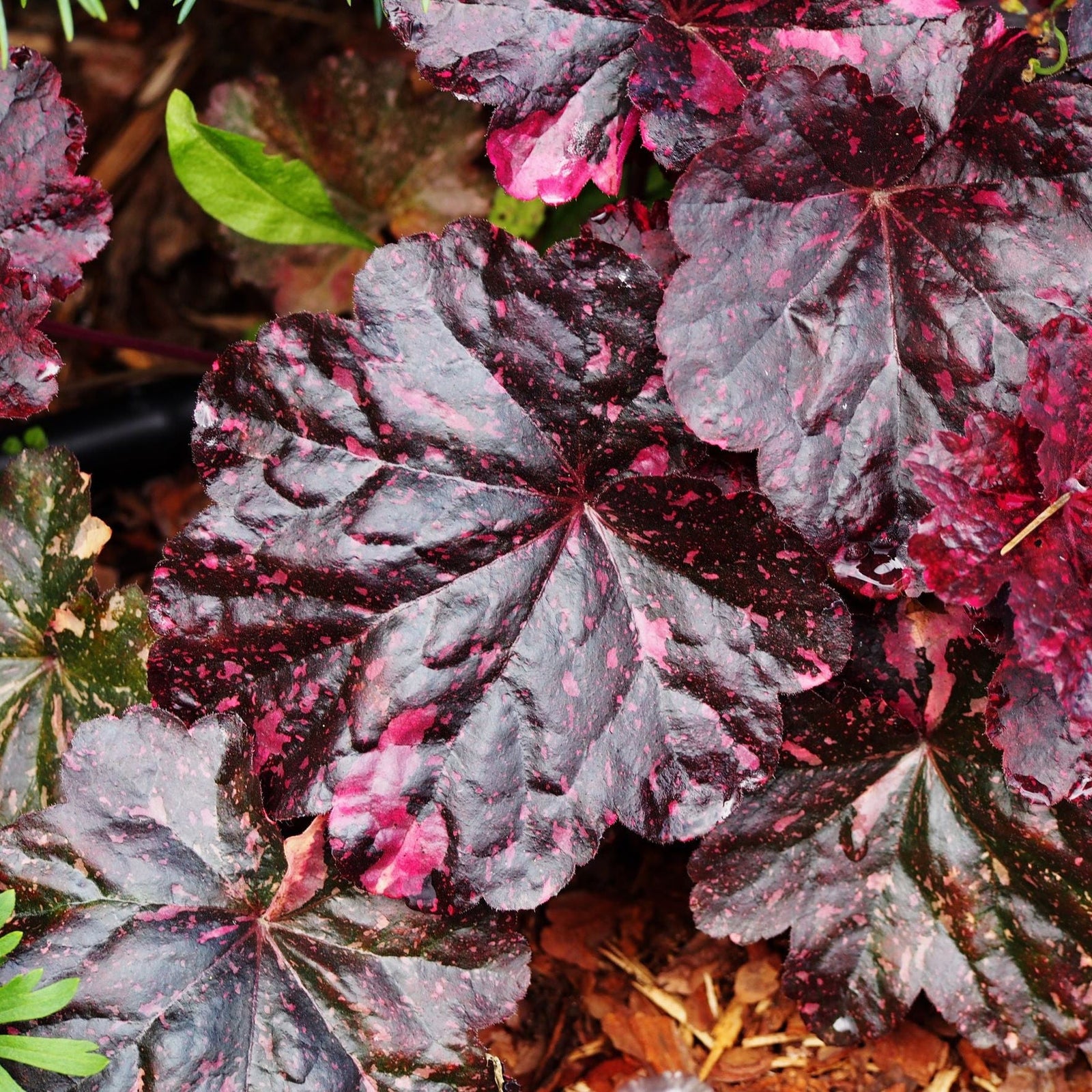Heuchera 'Midnight Rose' 2L features large, dark maroon leaves with pink speckles and ruffled edges. Perfect for shade gardens, this perennial adds striking foliage interest, especially against a background of green plants and brown mulch.