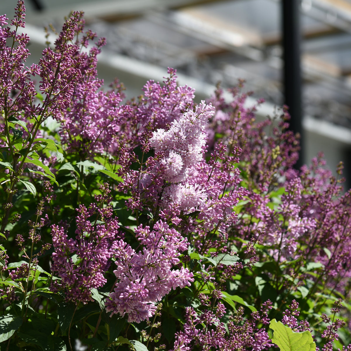 Clusters of fragrant Syringa &#39;Minuet&#39; (Lilac) 5L flowers in light purple and lavender shades, set among green leaves. The blurred background reveals an urban scene with metal and glass structures.