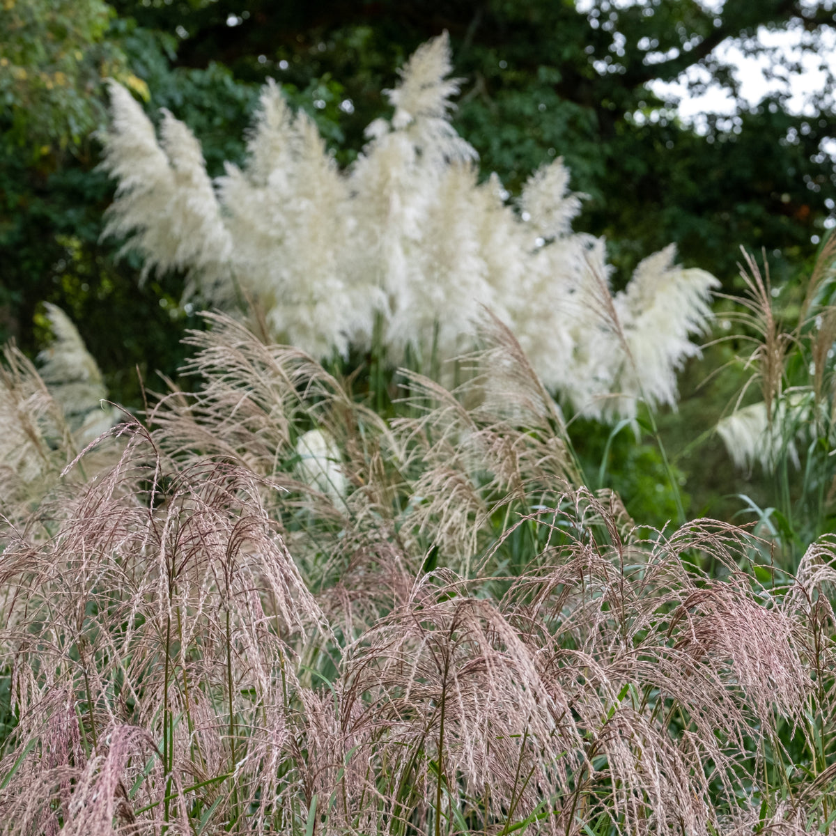 Miscanthus sinensis &#39;Flamingo&#39; 2L
