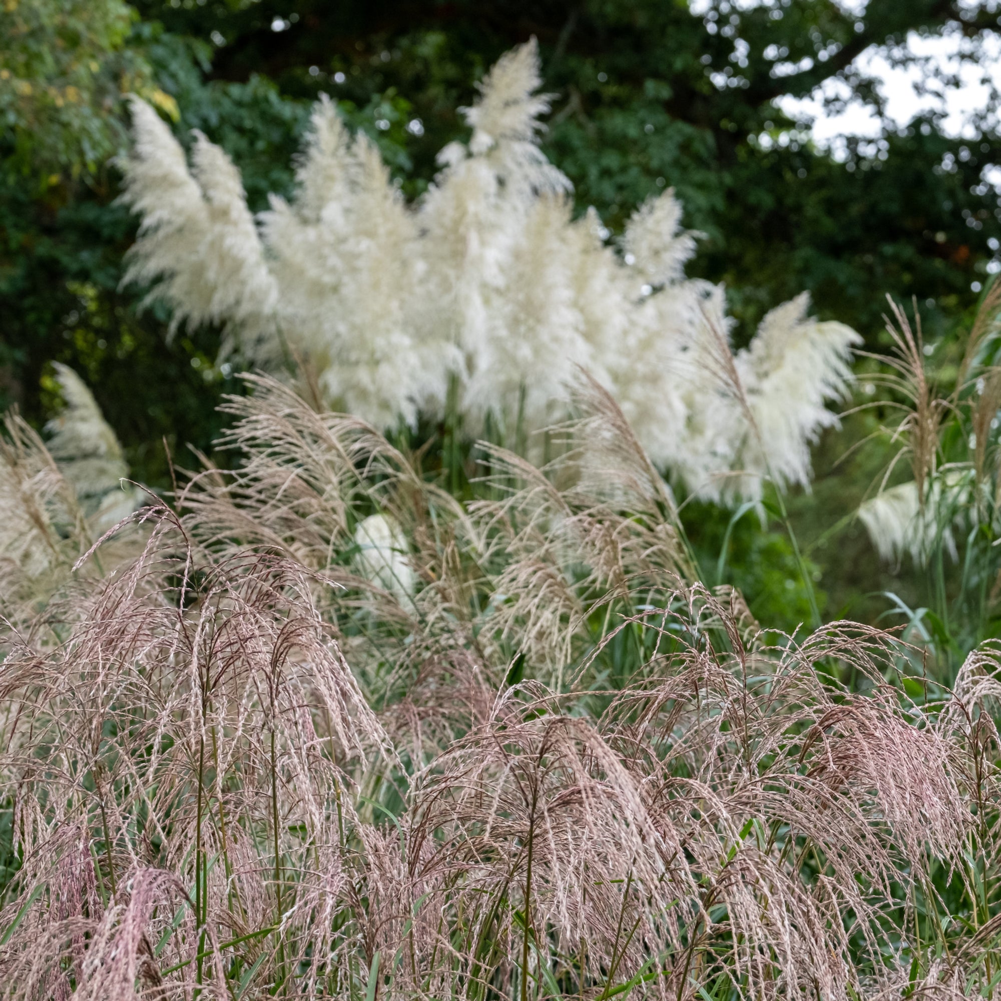 Miscanthus sinensis 'Flamingo' 2L