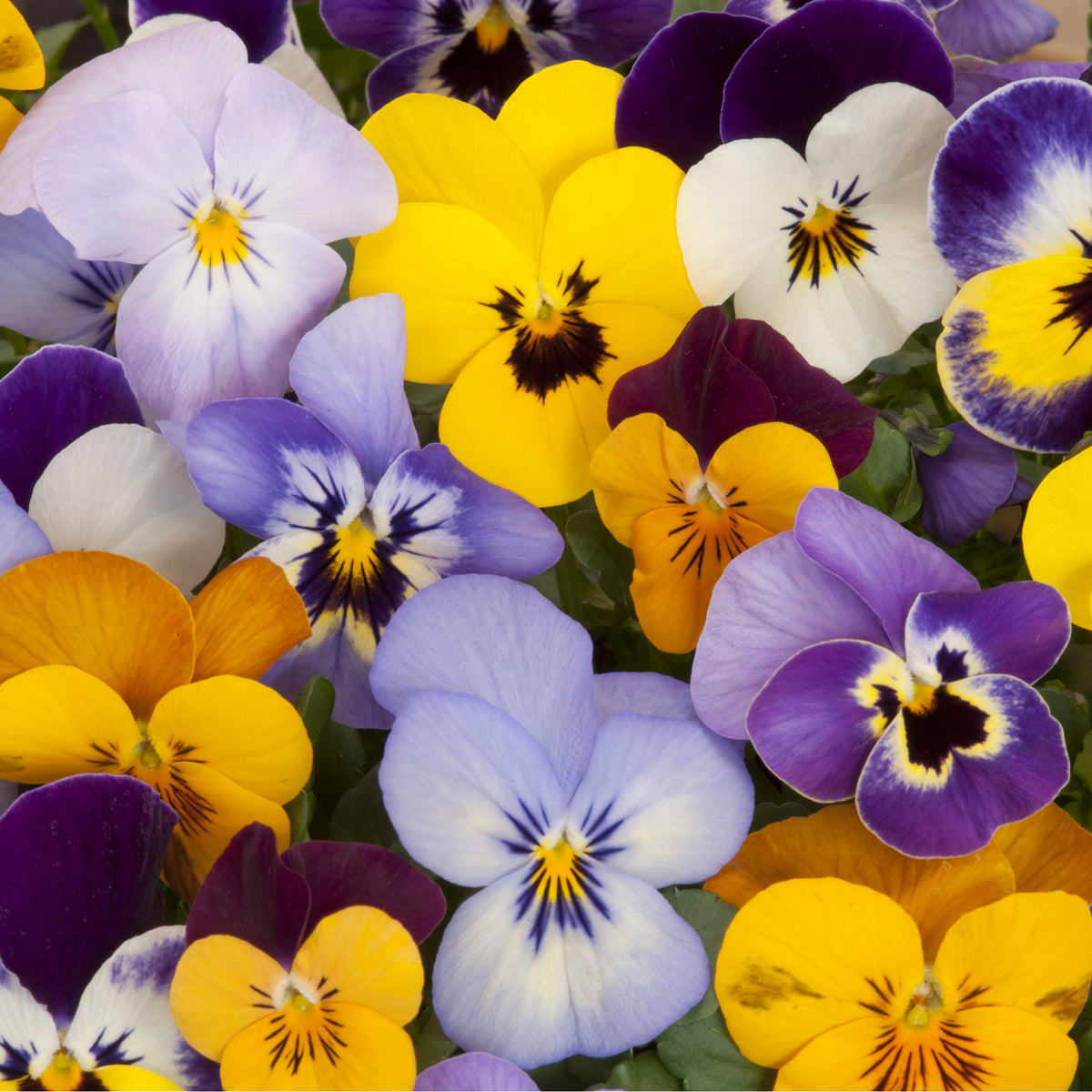 A close-up of the 20 Pack Pansy Tray displays a vibrant mix of pansies in purple, yellow, white, and orange blooms with striking patterns and dark centers—perfect for brightening up any garden bed.