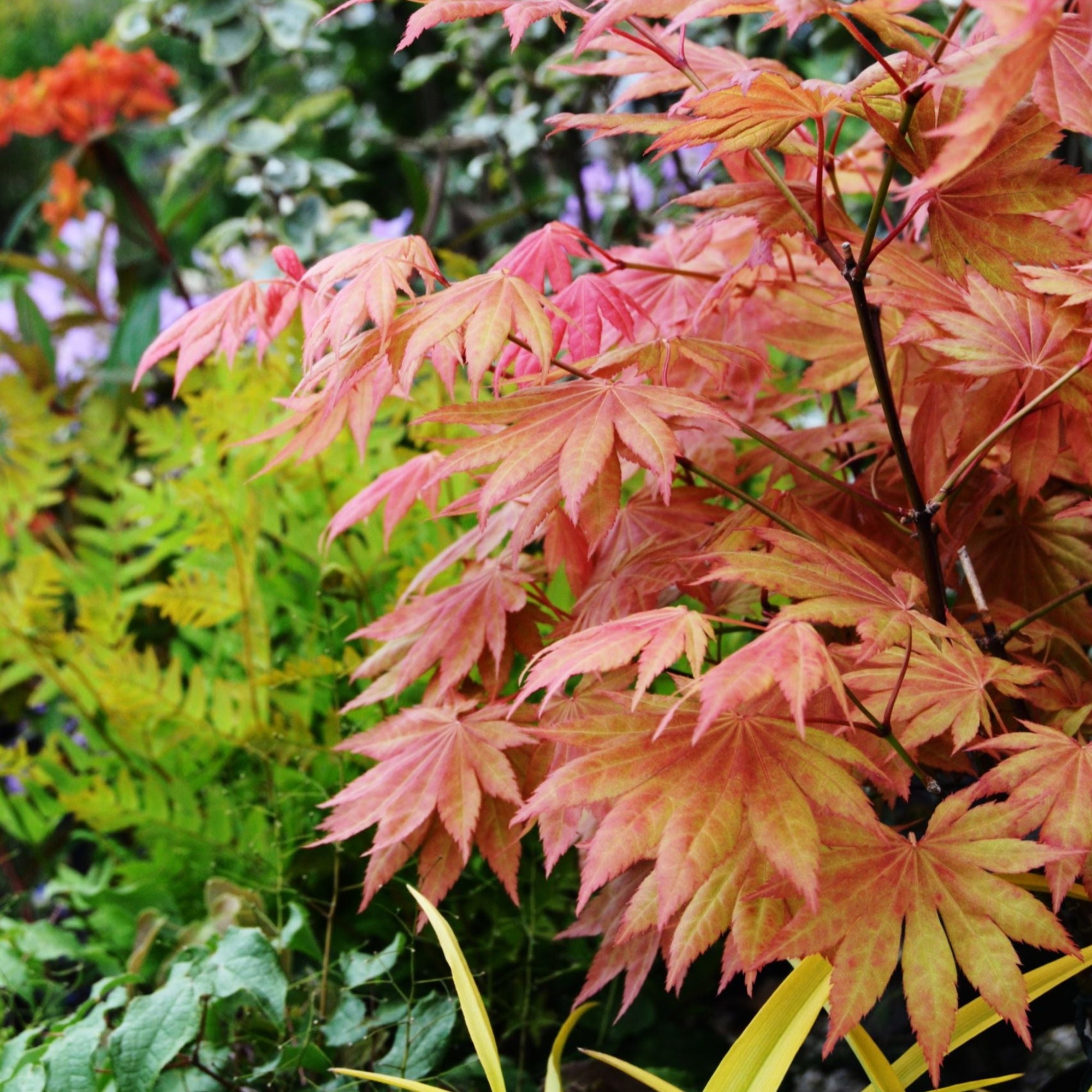 Acer shirasawanum 'Moonrise' 3L (60cm)