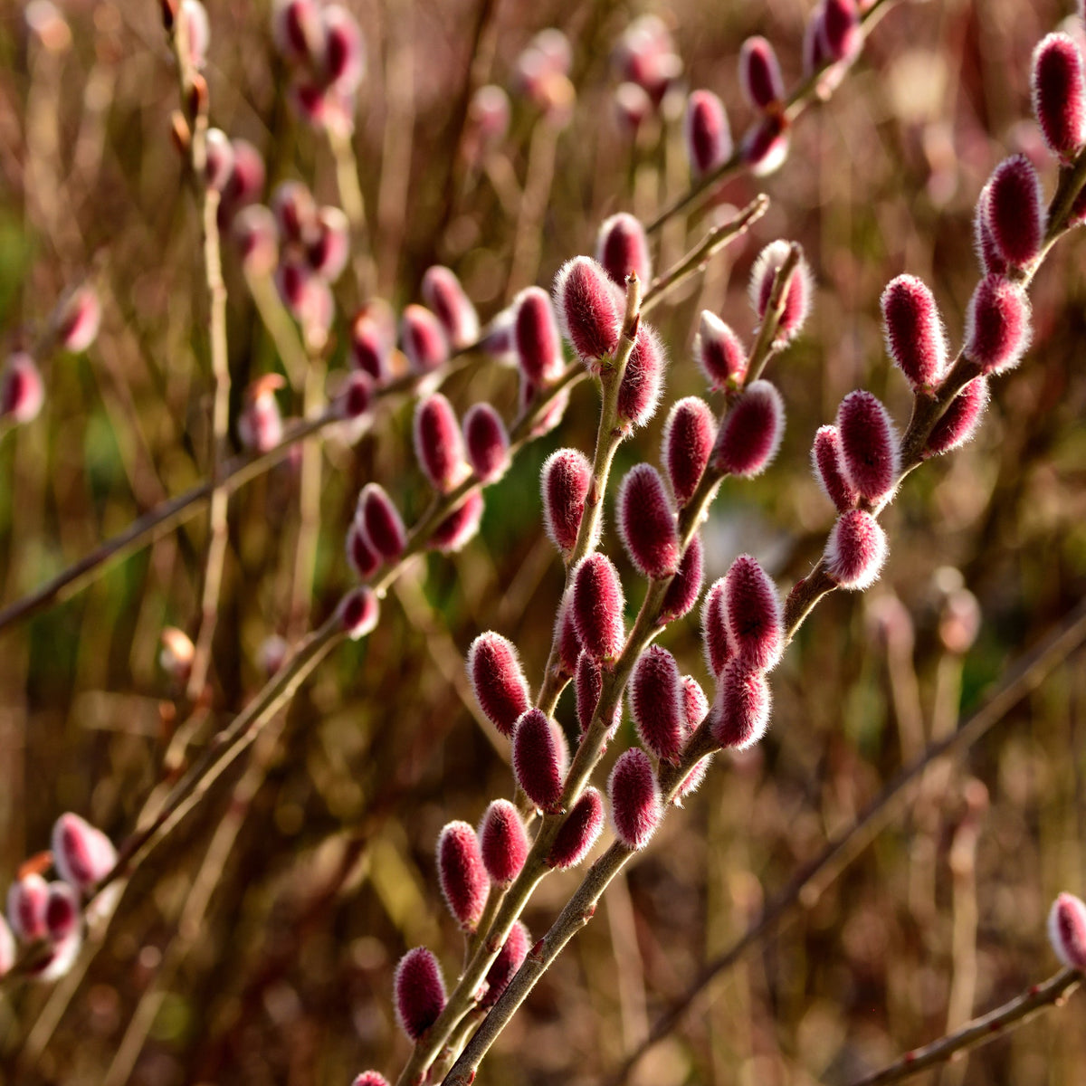 Close-up of Salix gracilistyla &#39;Mount Aso&#39; Shrub (Pussy Willow &#39;I am Red Cat&#39;) 3L branches with red catkins glowing in sunlight, with softly blurred willow branches in the background for a natural, serene effect.