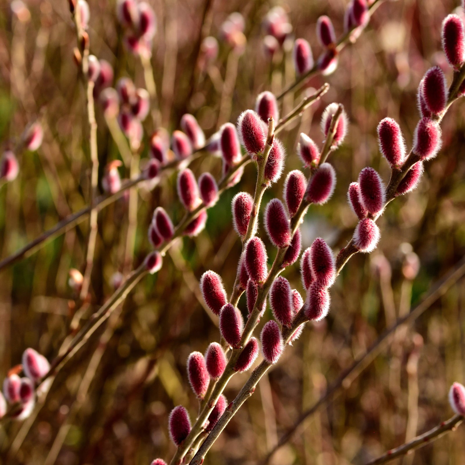 Close-up of Salix gracilistyla 'Mount Aso' Shrub (Pussy Willow 'I am Red Cat') 3L branches with red catkins glowing in sunlight, with softly blurred willow branches in the background for a natural, serene effect.
