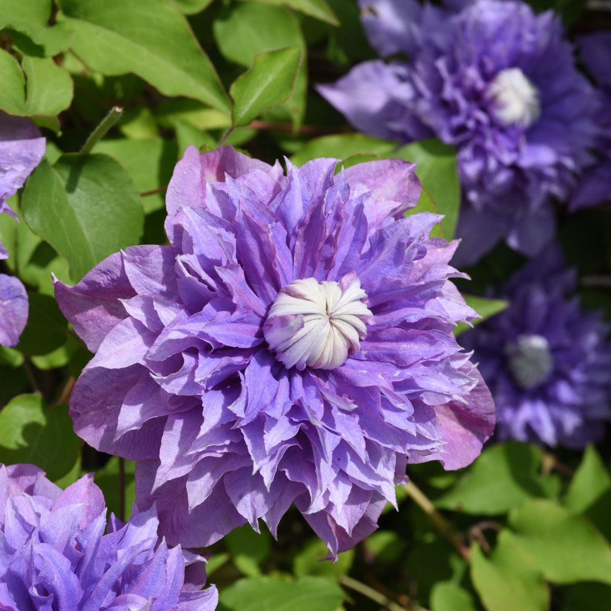 A close-up of Clematis &#39;Multiblue&#39; 50cm, a vibrant purple climbing plant with double flowers. Its layered petals and striking white-purple centers are surrounded by green leaves and other similar blossoms in the background.