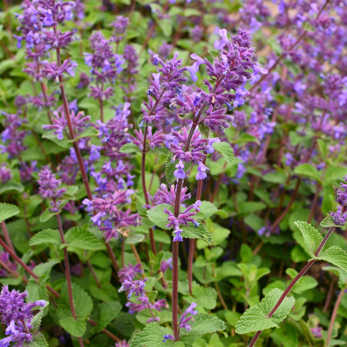 Nepeta faassenii (Catmint) 1.5L features fragrant flowers, green serrated leaves, and tall stems. This perennial is nectar-rich, attracts pollinators all season, and adds a lush, vibrant touch to your garden.