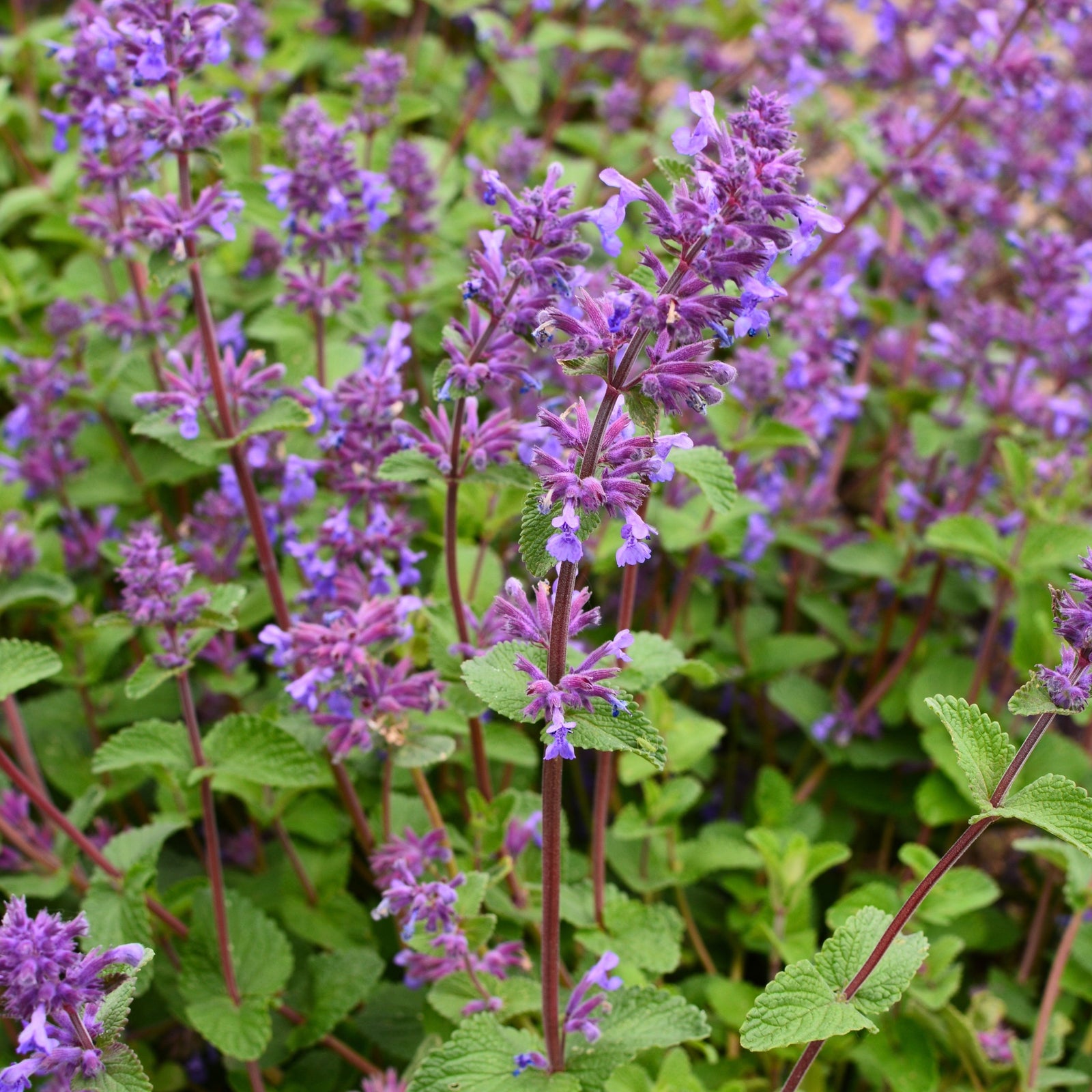 Nepeta faassenii (Catmint) 1.5L features fragrant flowers, green serrated leaves, and tall stems. This perennial is nectar-rich, attracts pollinators all season, and adds a lush, vibrant touch to your garden.