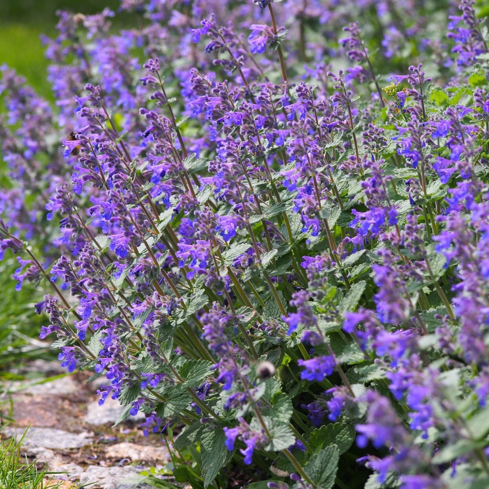 Nepeta 'Walker’s Low' 9cm/2L, a long-flowering perennial with purple-blue blooms and green leaves, thrives in garden borders among stones and grass—an ideal addition to any cottage garden.