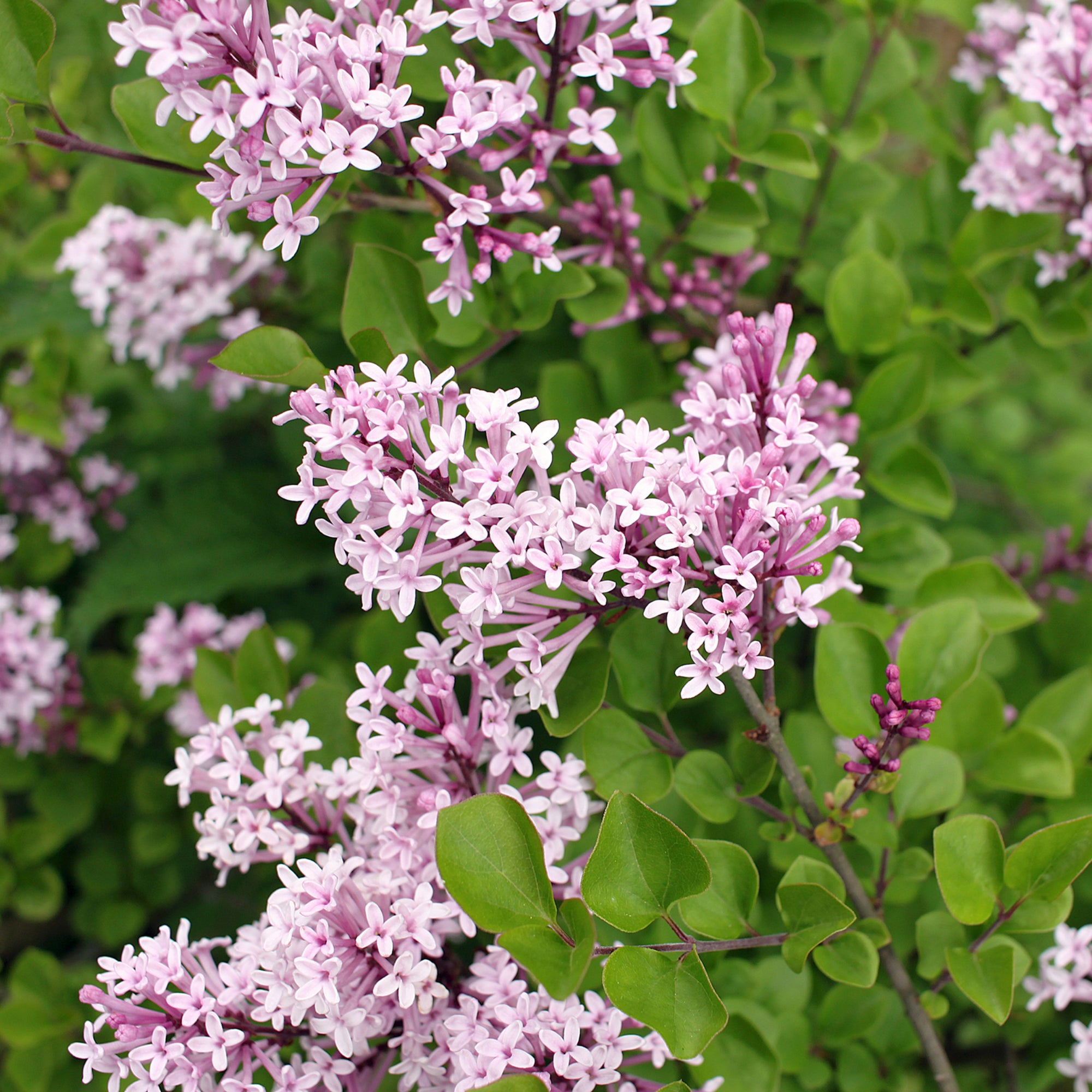 Syringa meyeri 'Palibin' (Lilac) 7.5L