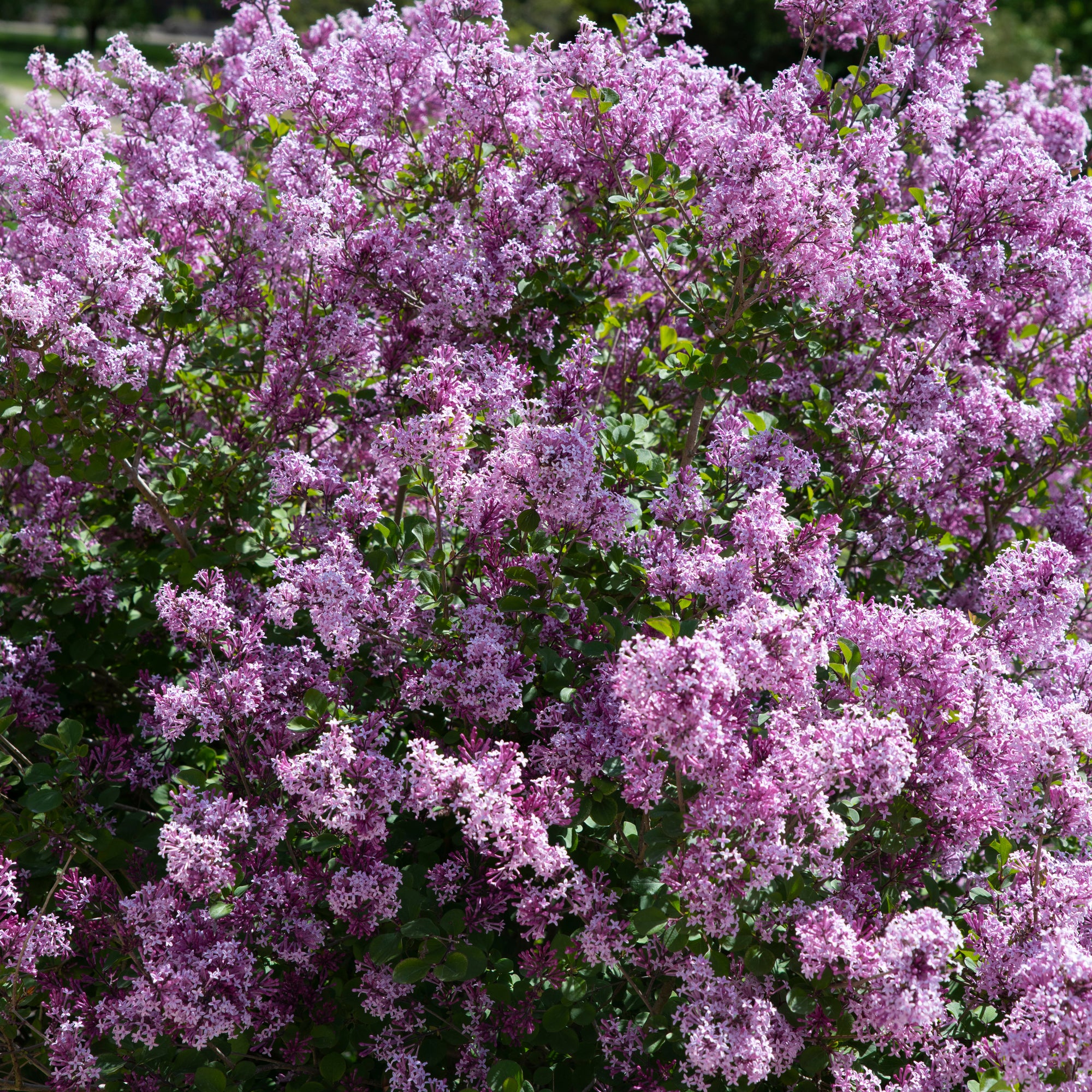 Syringa meyeri 'Palibin' (Lilac) 7.5L