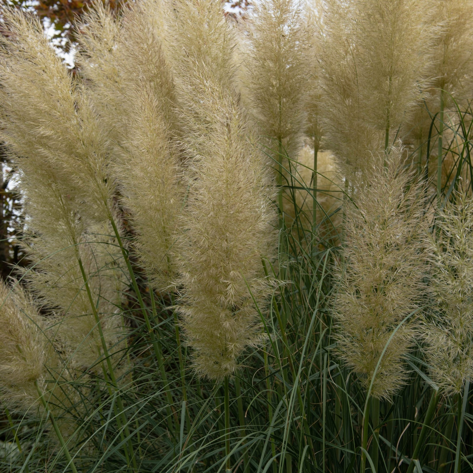 A smiling young man with long hair and a beard, wearing a black Nike t-shirt and fitness tracker, holds a 2L Cortaderia selloana 'Mini Pampas' (Pampas Grass) against a corrugated metal wall.