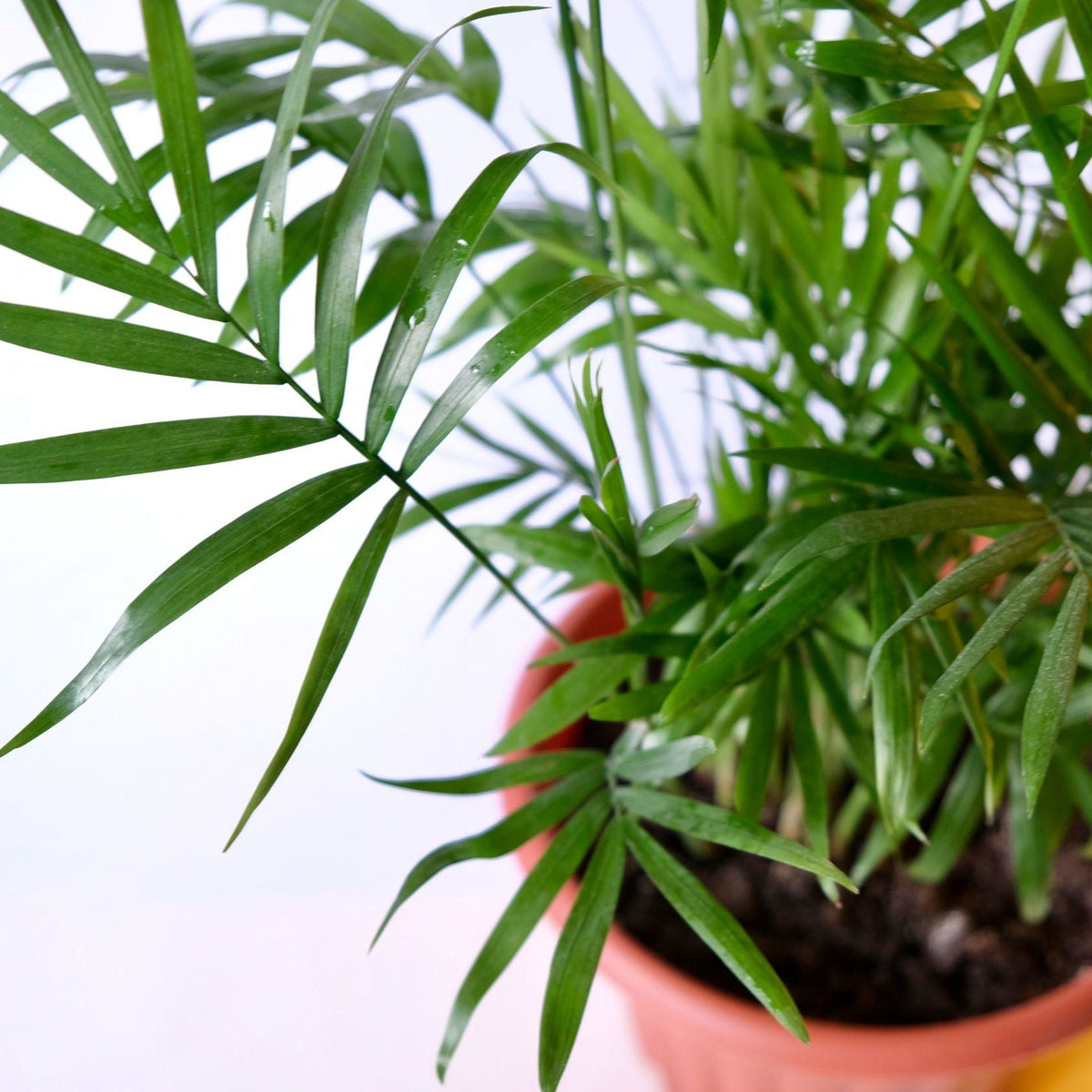 The Parlour Palm 40-50cm is a low-maintenance house plant in a pot, ideal for purifying the air and brightening up any space.