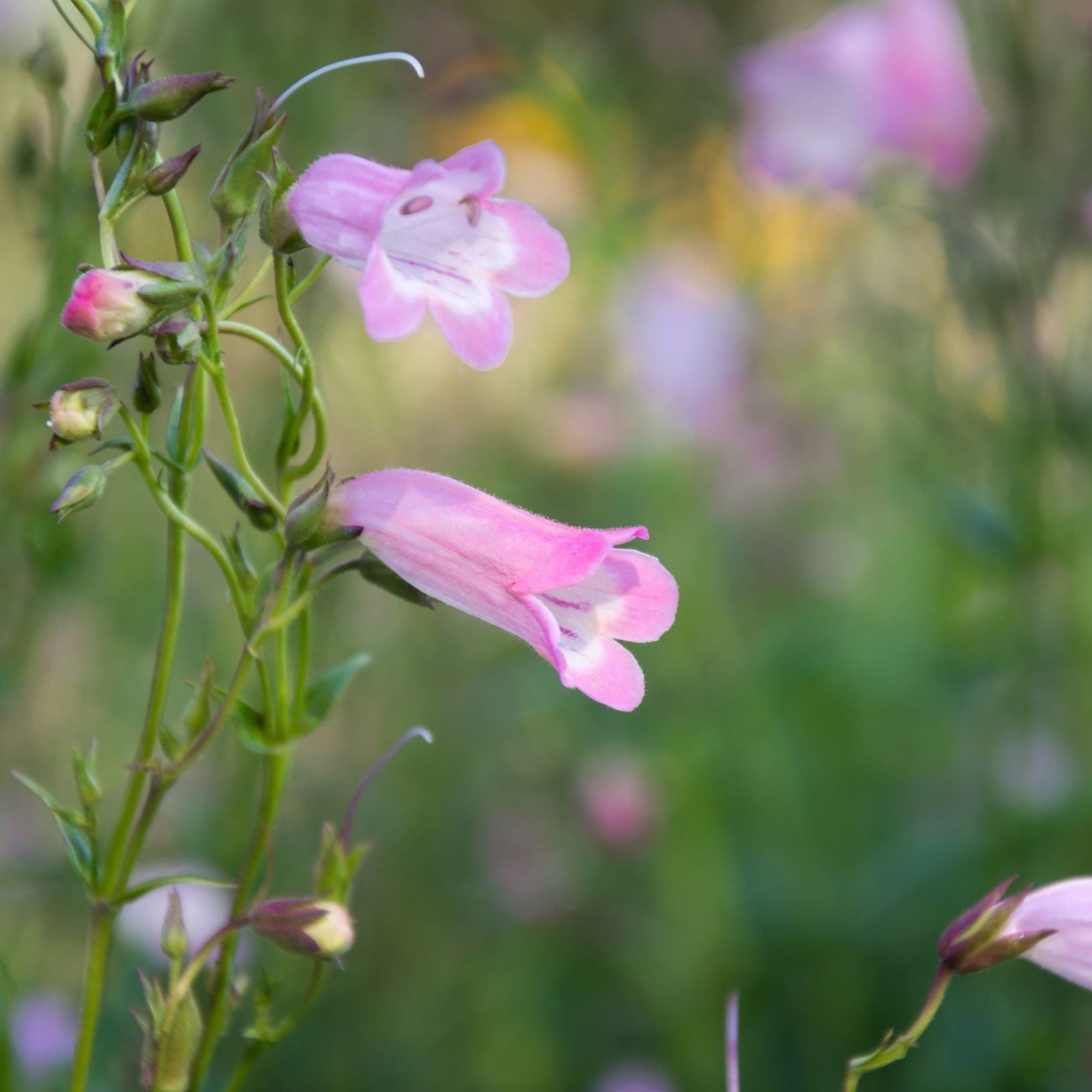 Penstemon Arabesque 'Appleblossom' 9cm