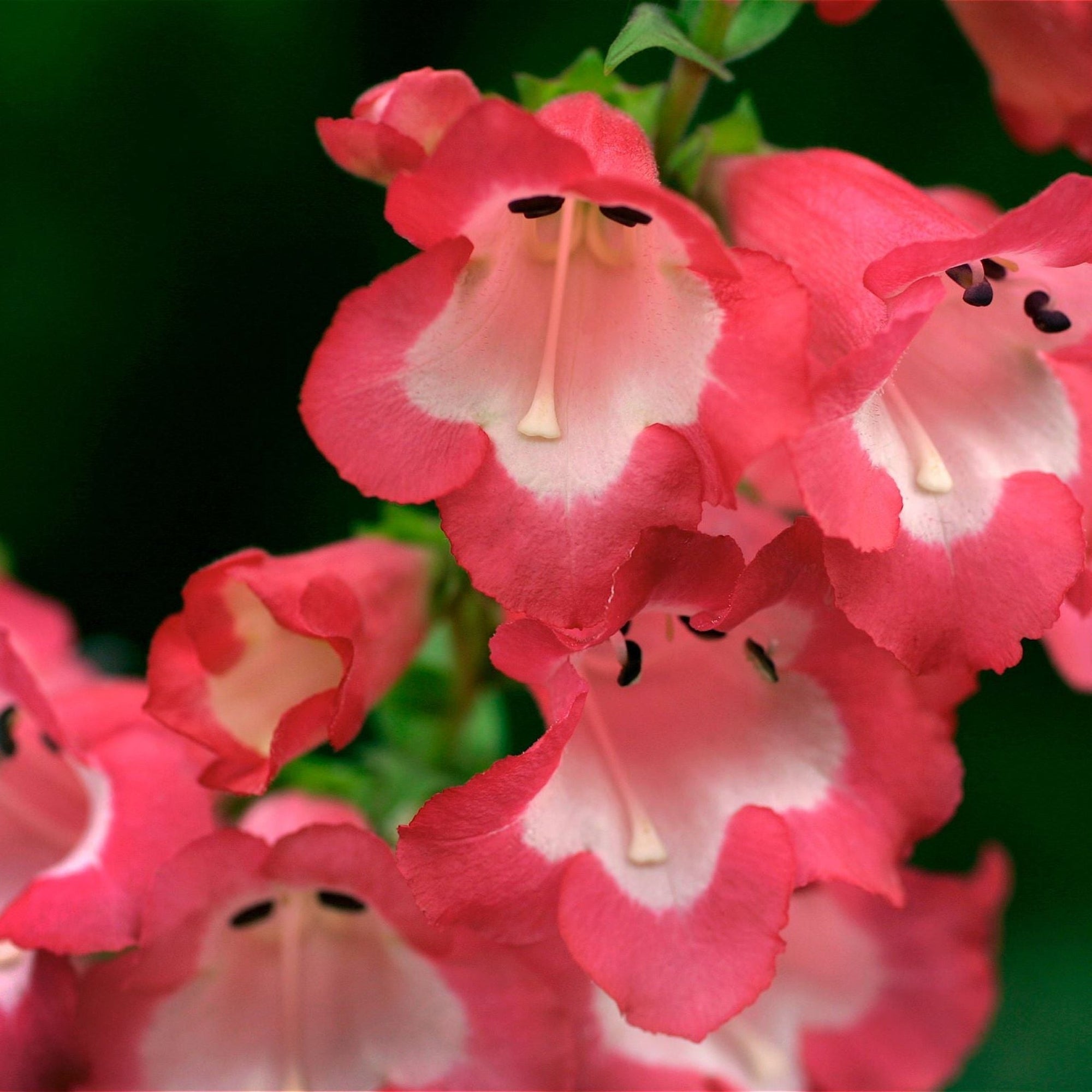 Penstemon 'Pheonix Red' 9cm