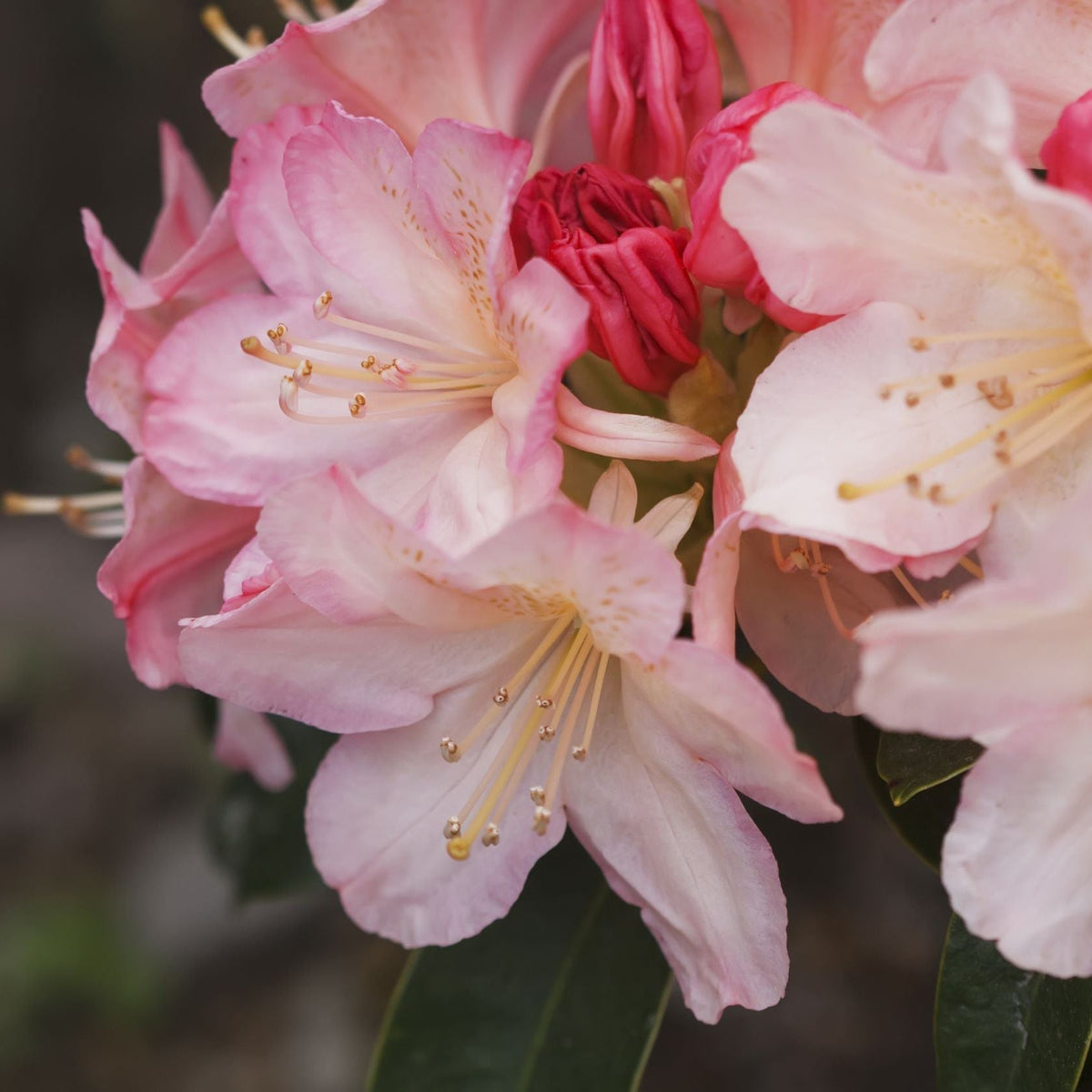 Close-up of Rhododendron &#39;Percy Wiseman&#39; 2L: pink funnel-shaped flowers with yellow stamens and dark green leaves. Petals display soft pink and white gradients. This evergreen shrub thrives in acidic soil.
