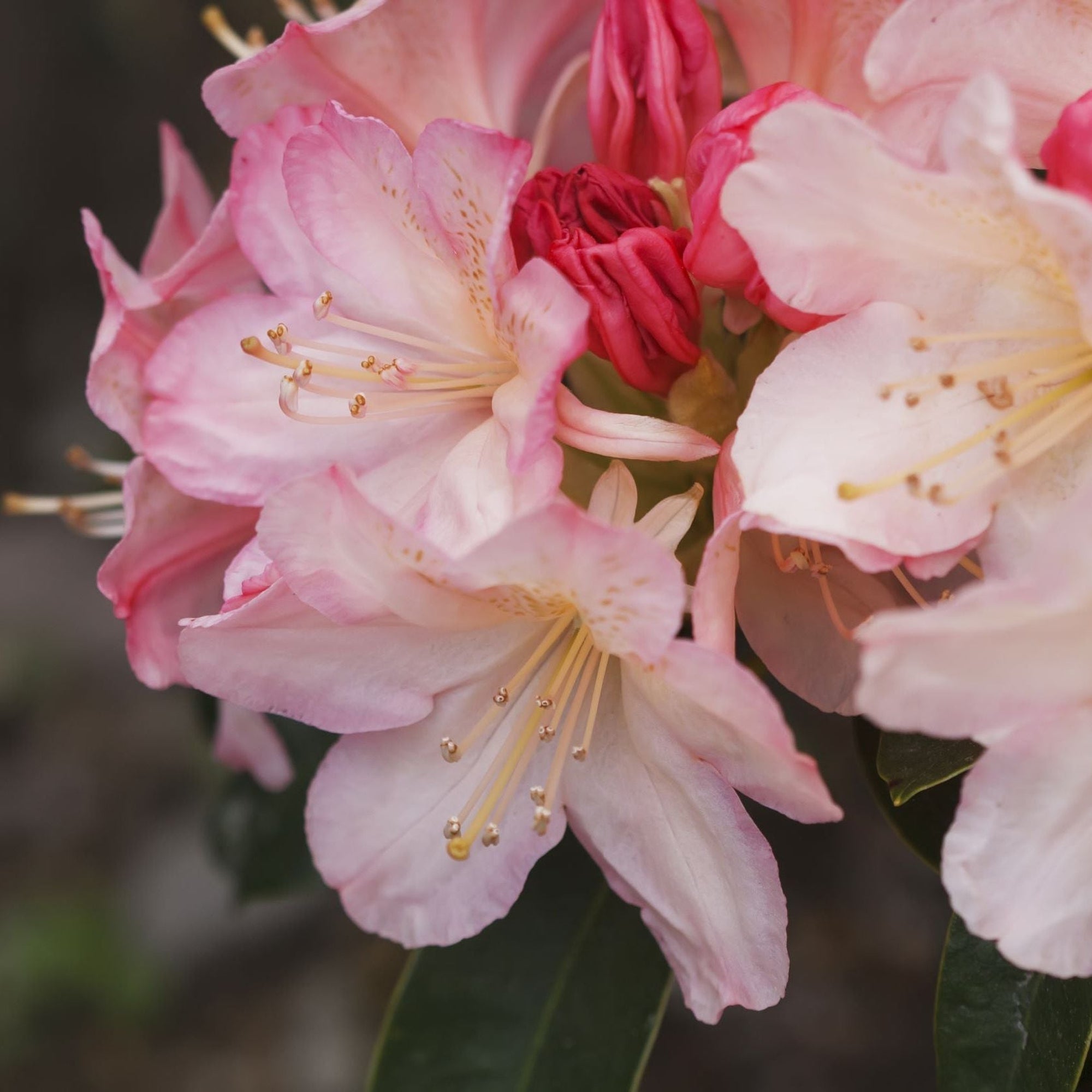 Rhododendron 'Percy Wiseman' 2L