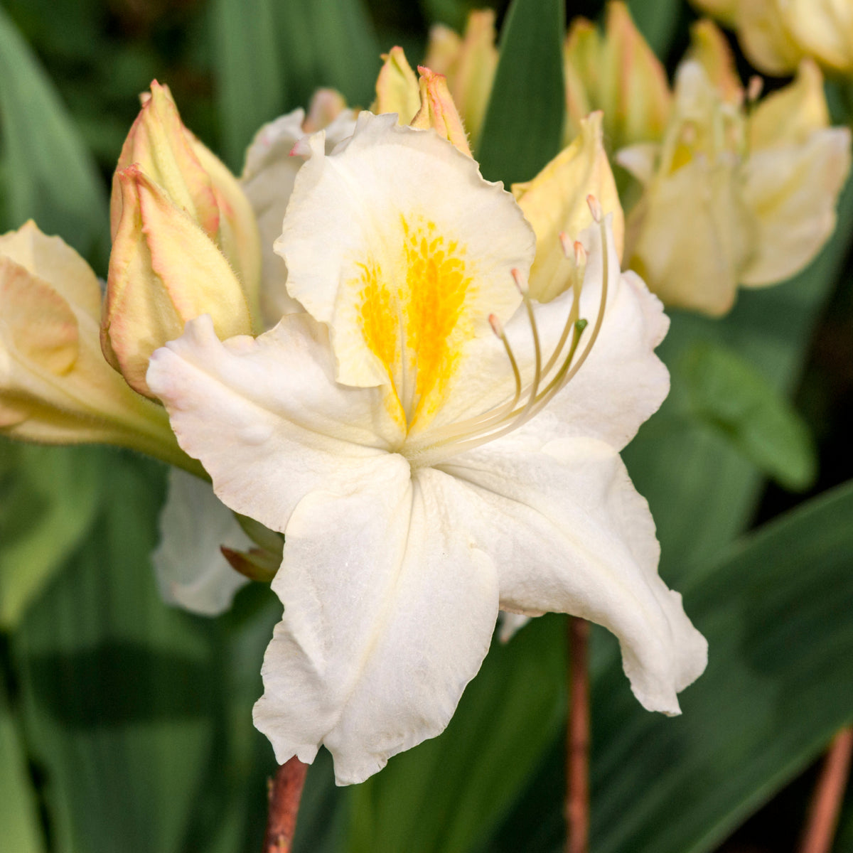 A close-up of Azalea knaphill &#39;Persil&#39; 2L showcases its blooming white flowers with yellow centers, surrounded by pale yellow buds and green leaves—an ideal evergreen shrub for adding vibrancy to your garden.