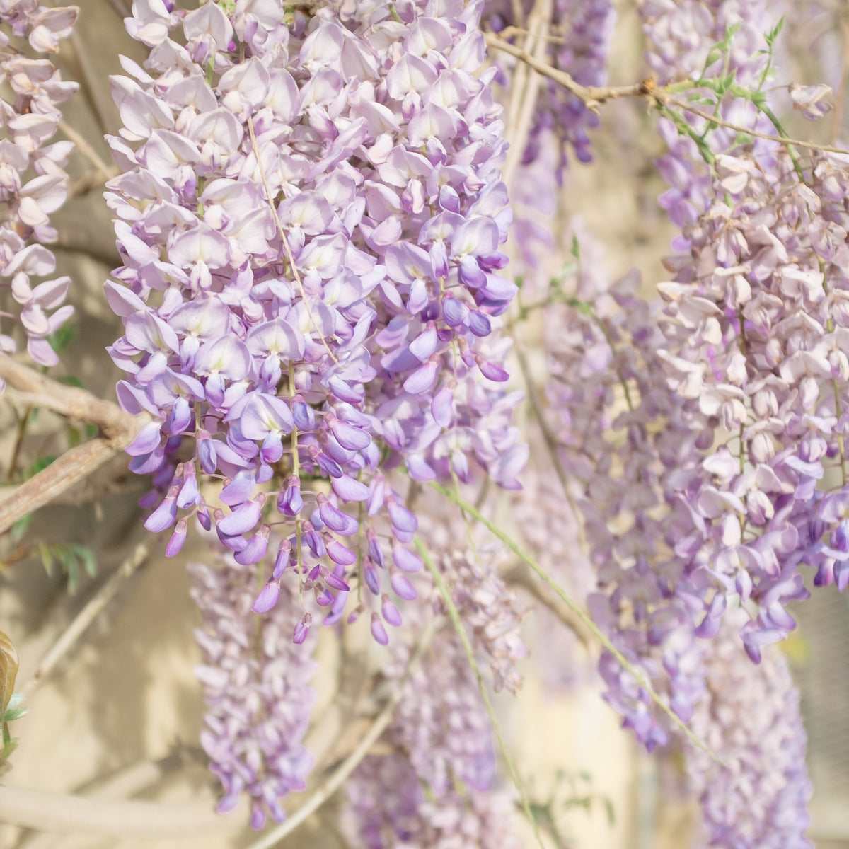 Close-up of fragrant lilac blooms on Wisteria sinensis &#39;Caroline&#39; 60cm vines, with a soft-focus background of stems and leaves in natural sunlight.