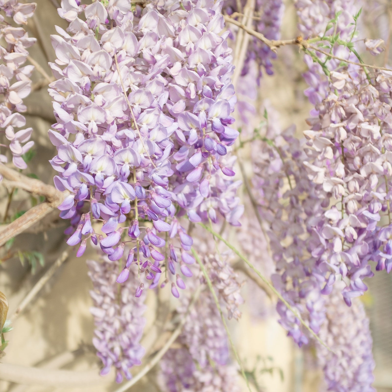 Close-up of fragrant lilac blooms on Wisteria sinensis 'Caroline' 60cm vines, with a soft-focus background of stems and leaves in natural sunlight.