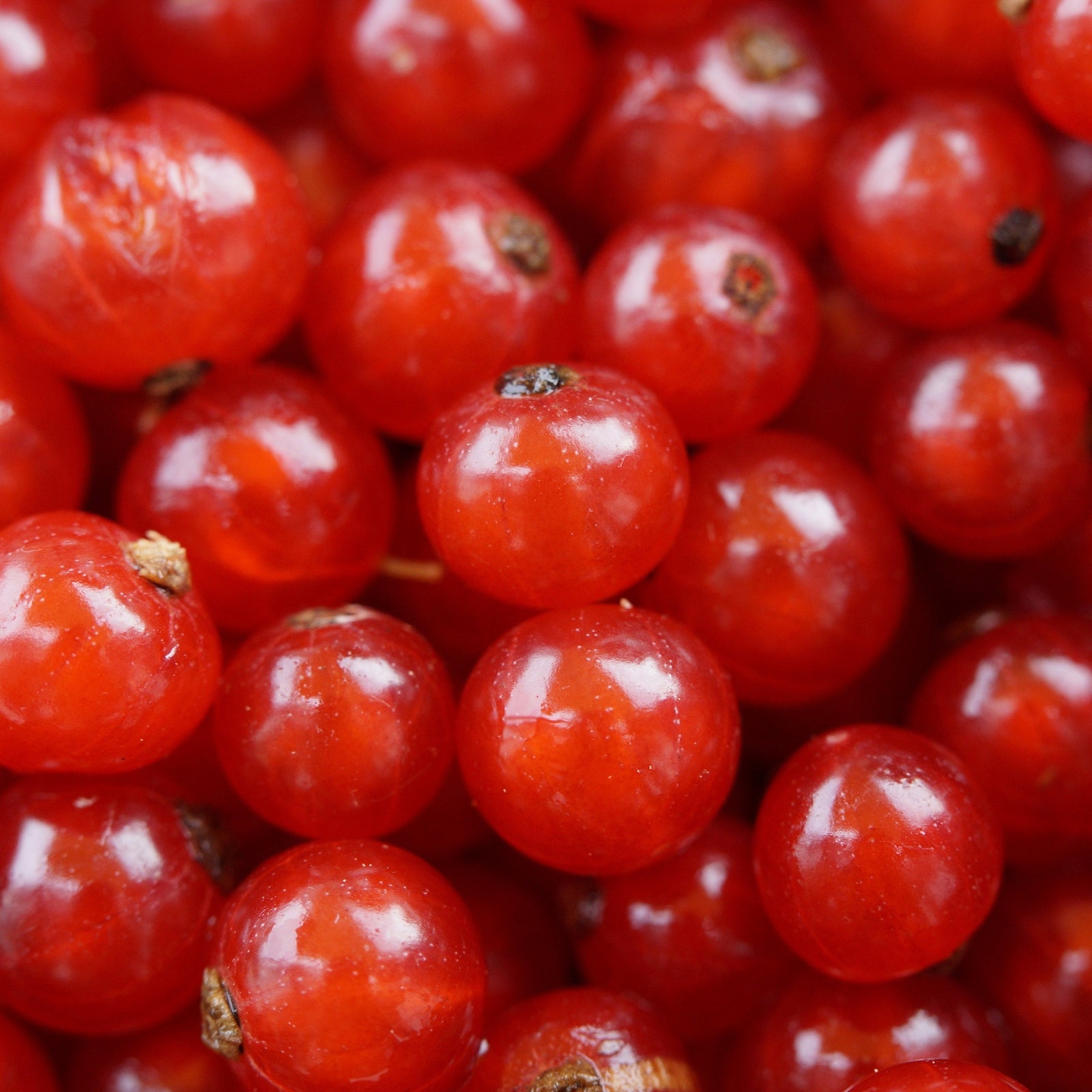 A close-up of shiny, bright red currants on a 'Jonkheer van Tets' Red currant bush (2L / 4L), highlighting their smooth, round berries and small brown stems as they ripen early.
