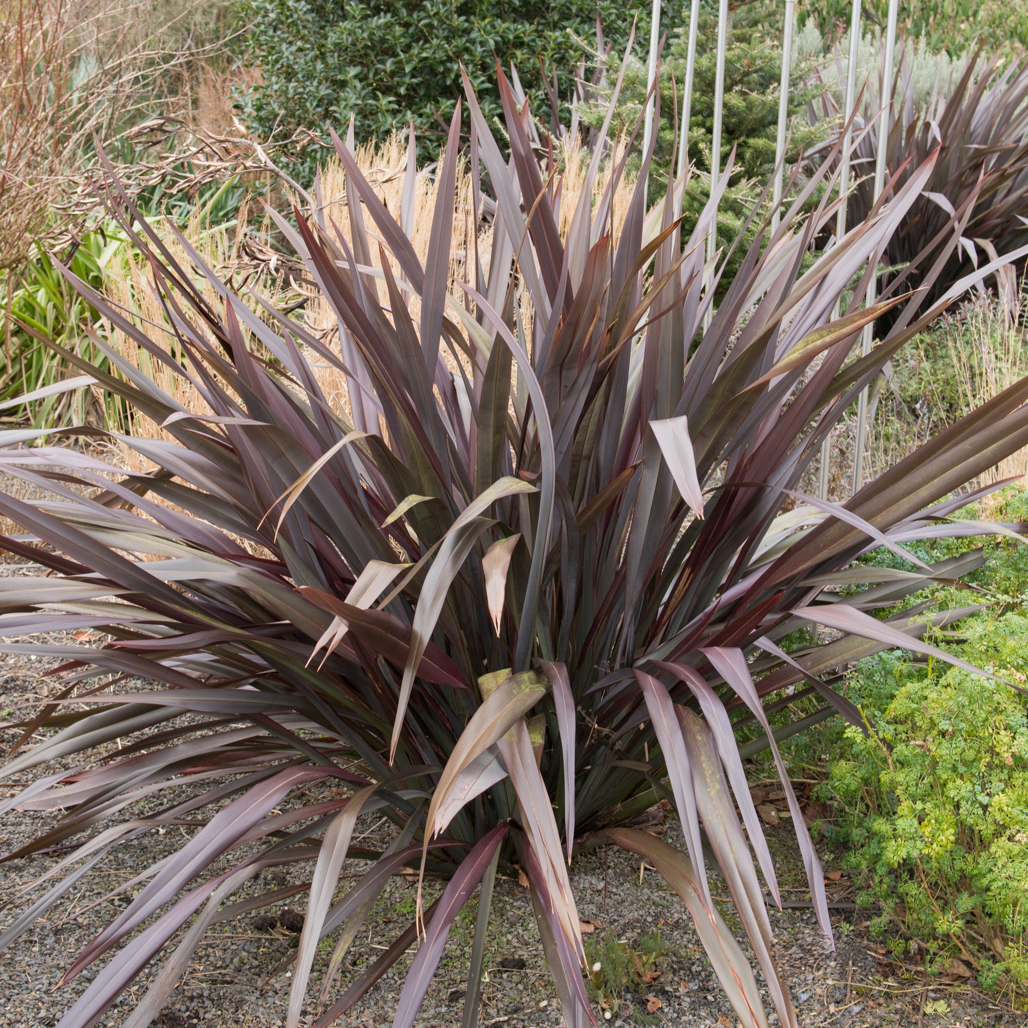 Phormium 'Rubra Nana' 60cm