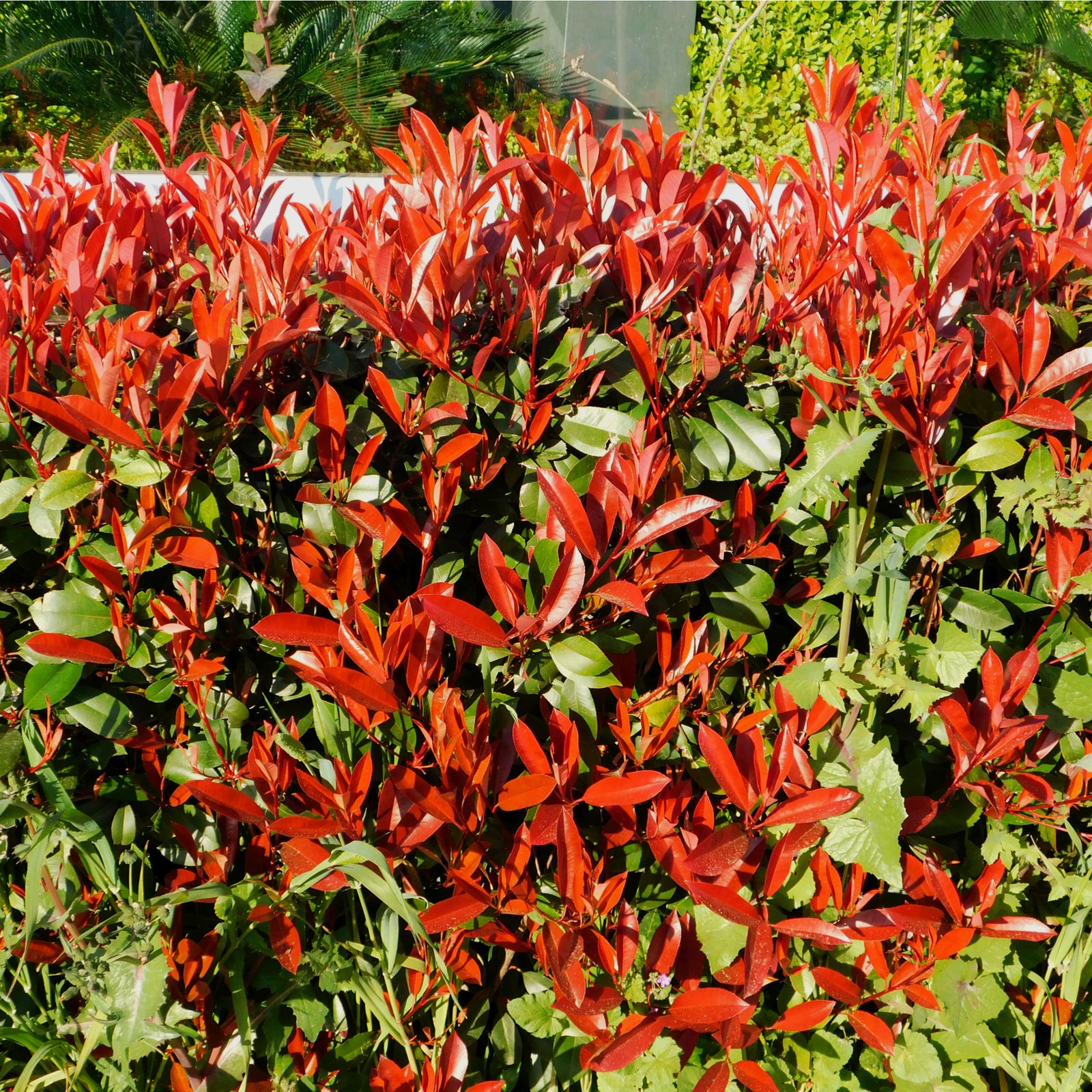 2ft Photinia x fraseri 'Red Robin' 3L (60-70cm)