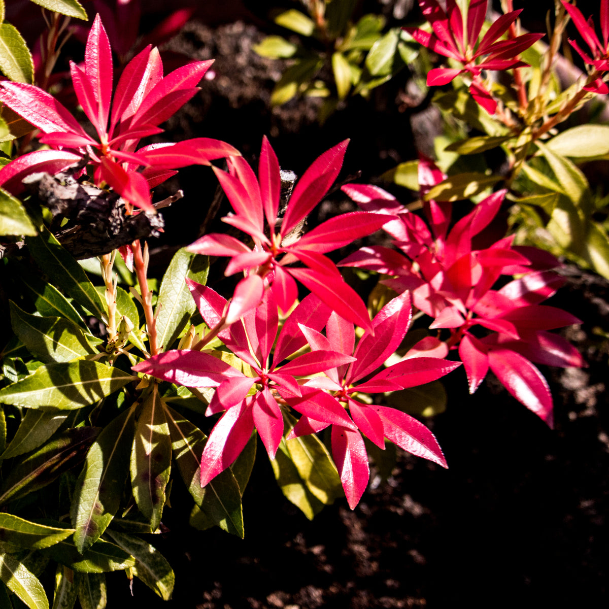 Clusters of bright pink, star-shaped flowers with pointed petals and striking foliage adorn the Pieris japonica Forest Flame (available in 2 sizes), thriving in dark soil and sunlight.