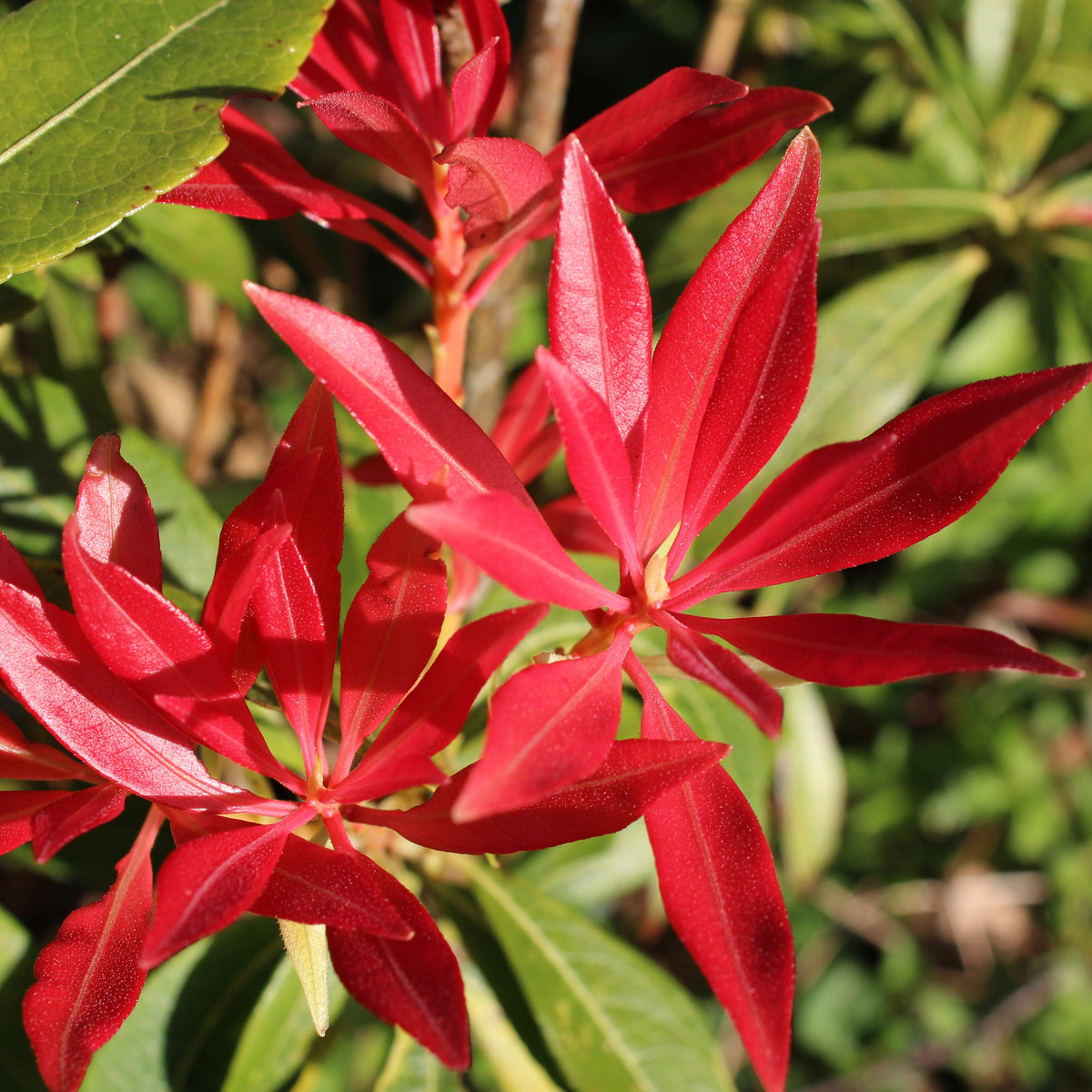 Pieris japonica ‘Forest Flame’ is a striking evergreen shrub with clusters of bright red, pointed leaves that emerge above green foliage. Available in 2 sizes.
