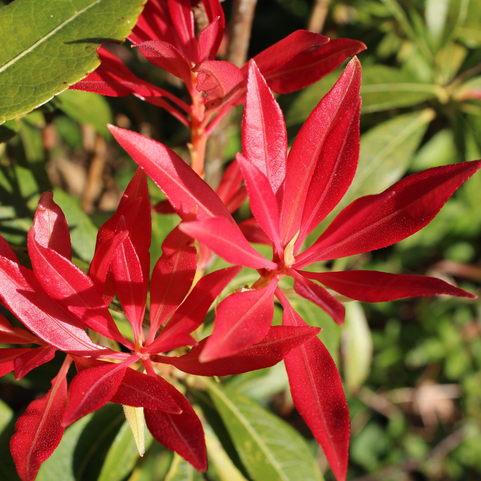 Pieris japonica Forest Flame (2 sizes available)