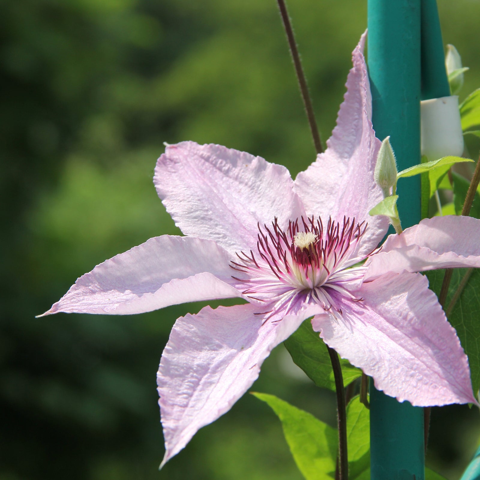 Clematis Pink Fantasy 75-85cm