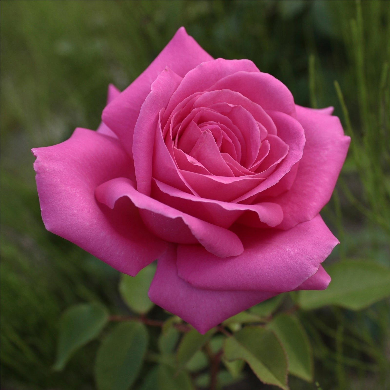 A close-up of the Pink Favourite Rose - Hybrid Tea (PRE ORDER DECEMBER '25), showcasing its vibrant deep pink petals in full bloom with lush green leaves in the background.