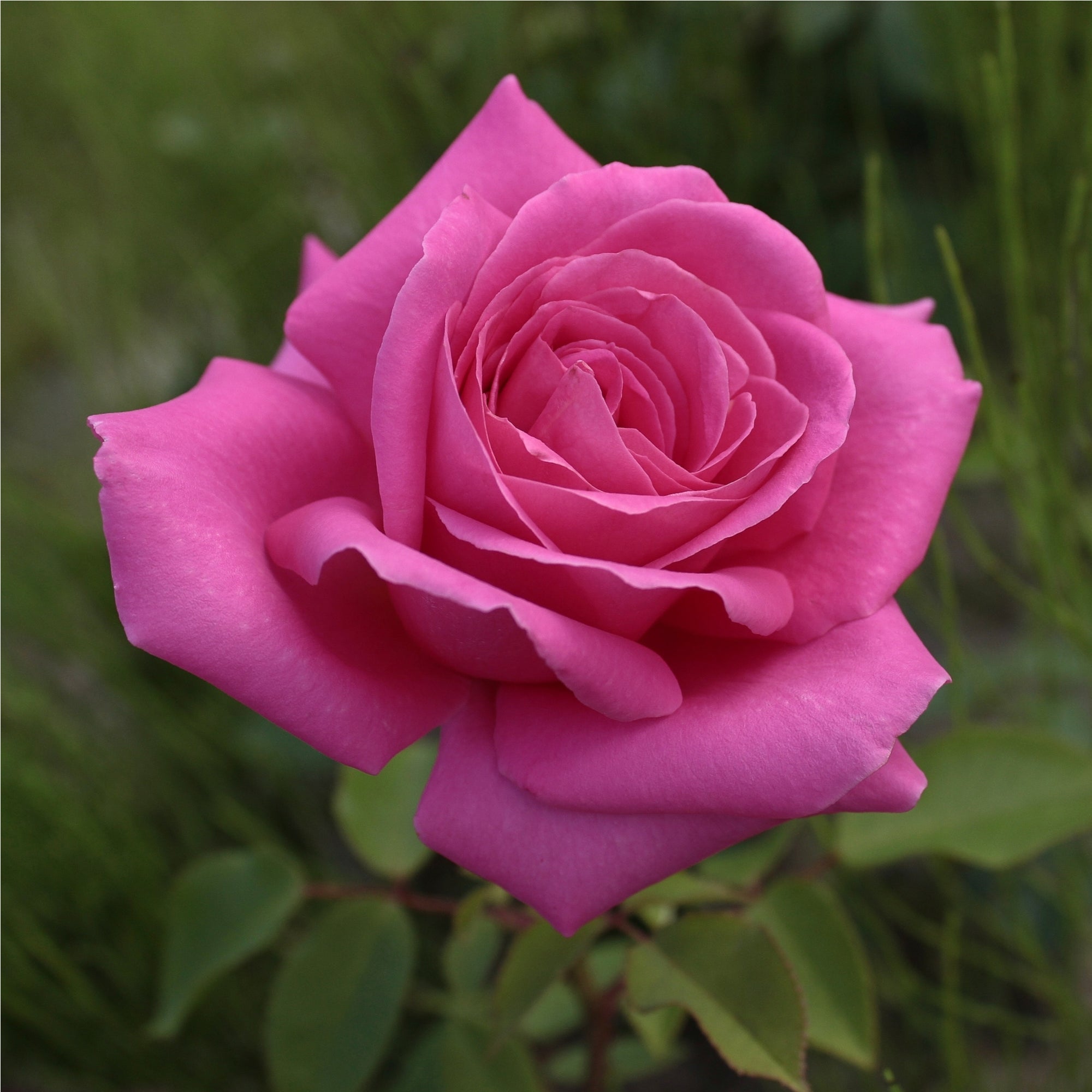Pink Favourite Rose -  Hybrid Tea