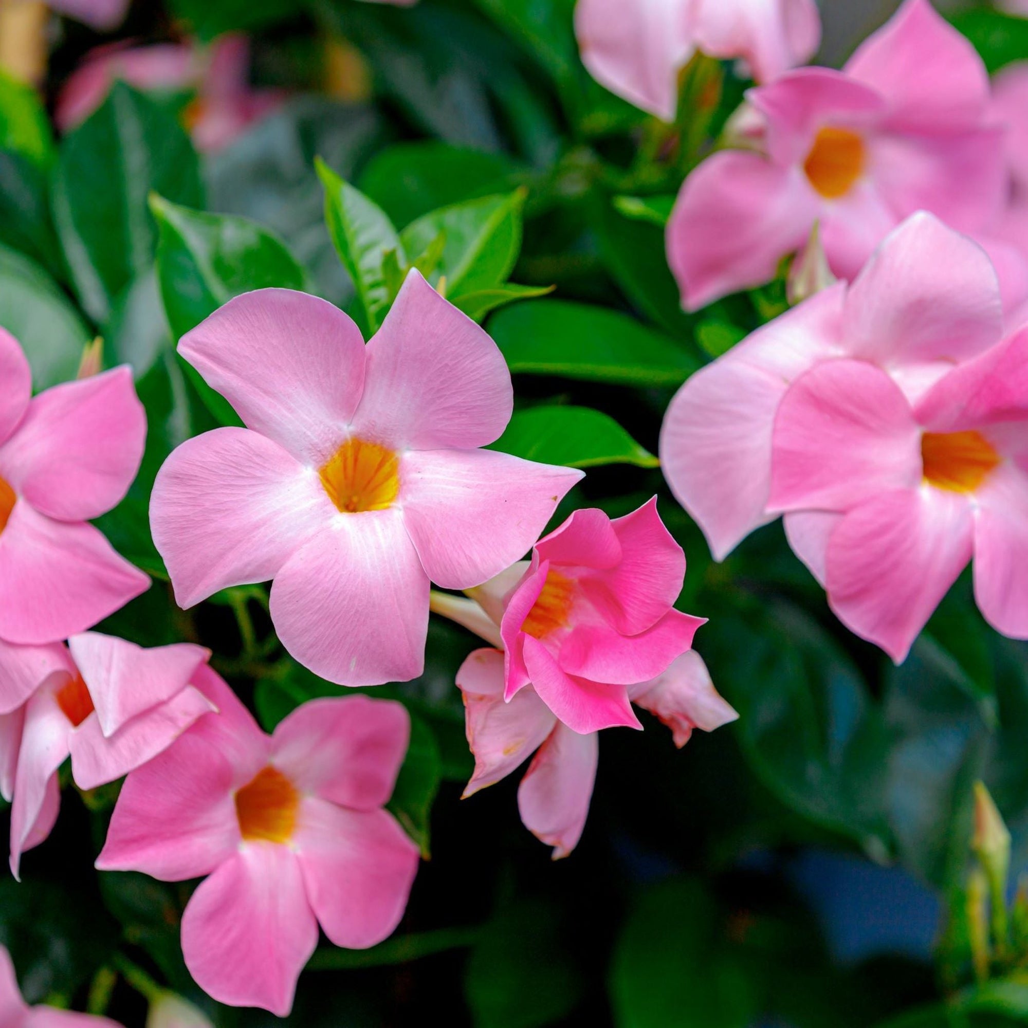 Mandevilla sanderi - Light Pink - On Frame