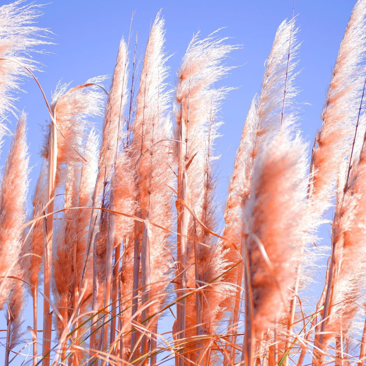 Cortaderia selloana Pink Pampas Grass (9cm/1L/2L/4L) features tall, feathery plumes in pinkish-orange shades that sway beautifully against a blue sky—an ideal hardy ornamental plant for vibrant garden displays.