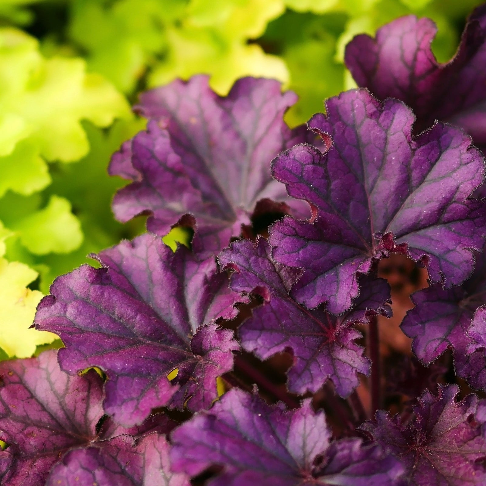 Close-up of Heuchera 'Melting Fire' 9cm/2L leaves, a striking foliage perennial for shade gardens, showing deep purple hues in the foreground with softly blurred bright green leaves in the background.